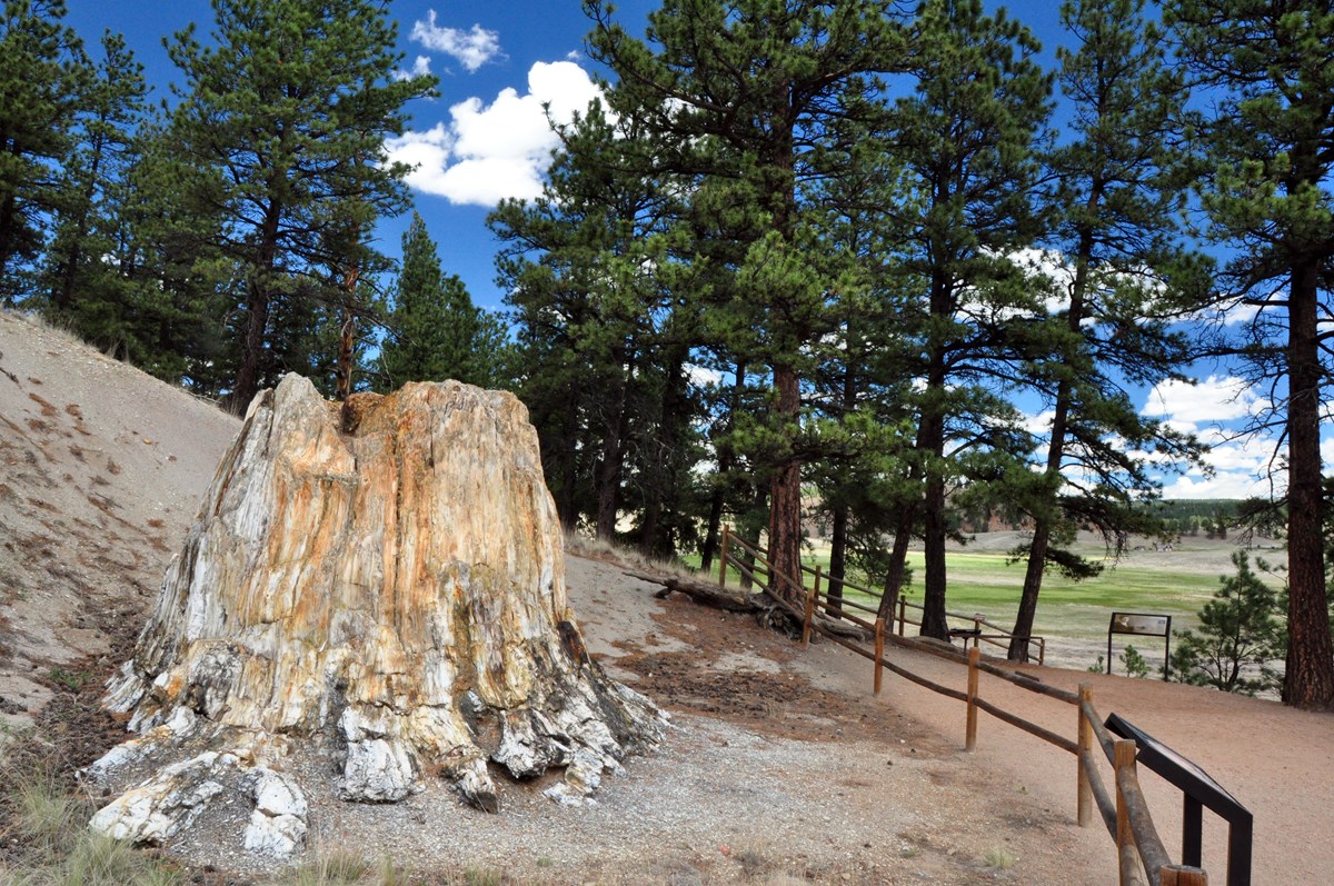 Fossil redwood stump 