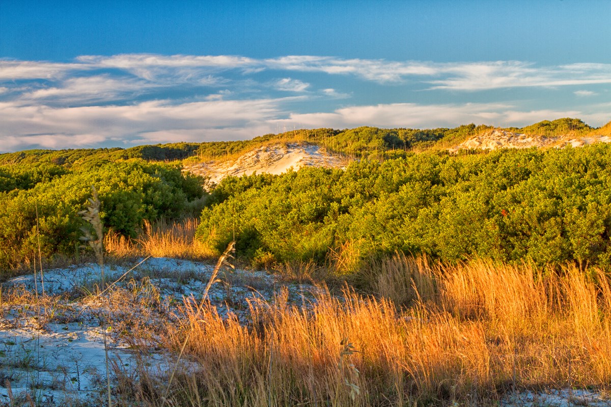 Sand dunes covered with shrubs and grasses
