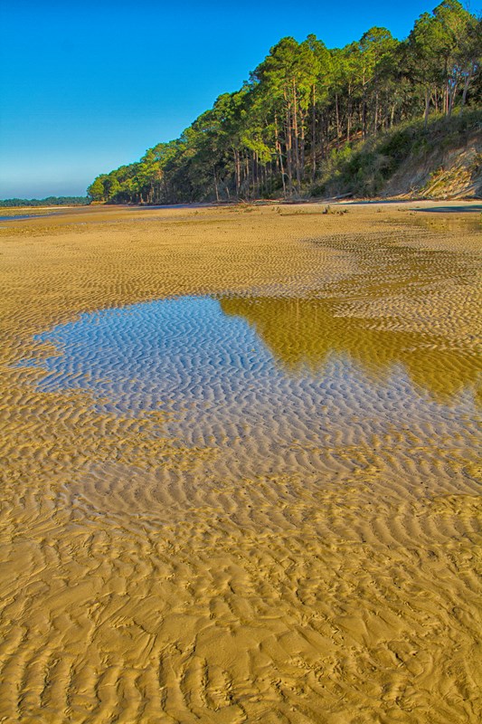 rippled sands of a beach in front of pine tree covered bluffs