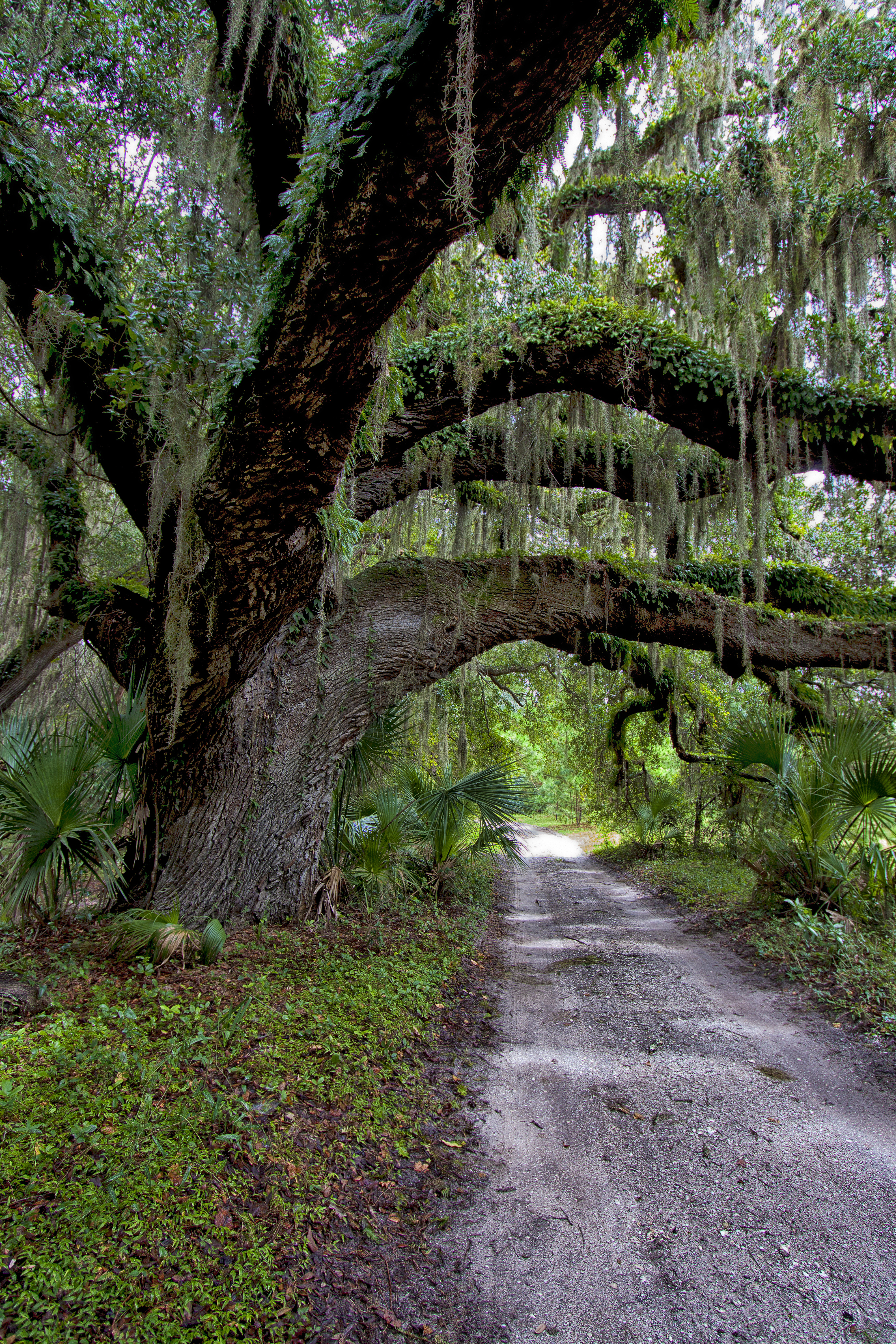 huge oak trees and palm shrubs line a sand road