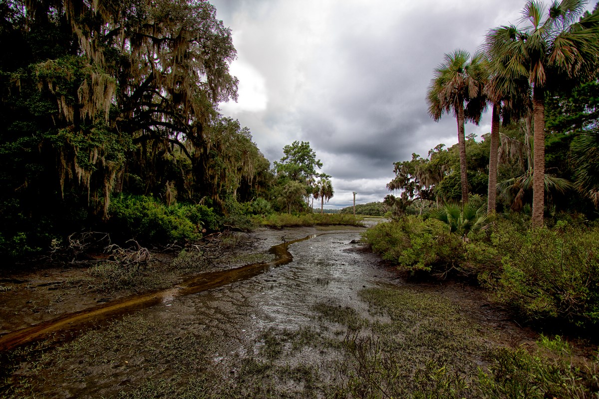 tidal creek at low tide surrounded by palm and oak trees
