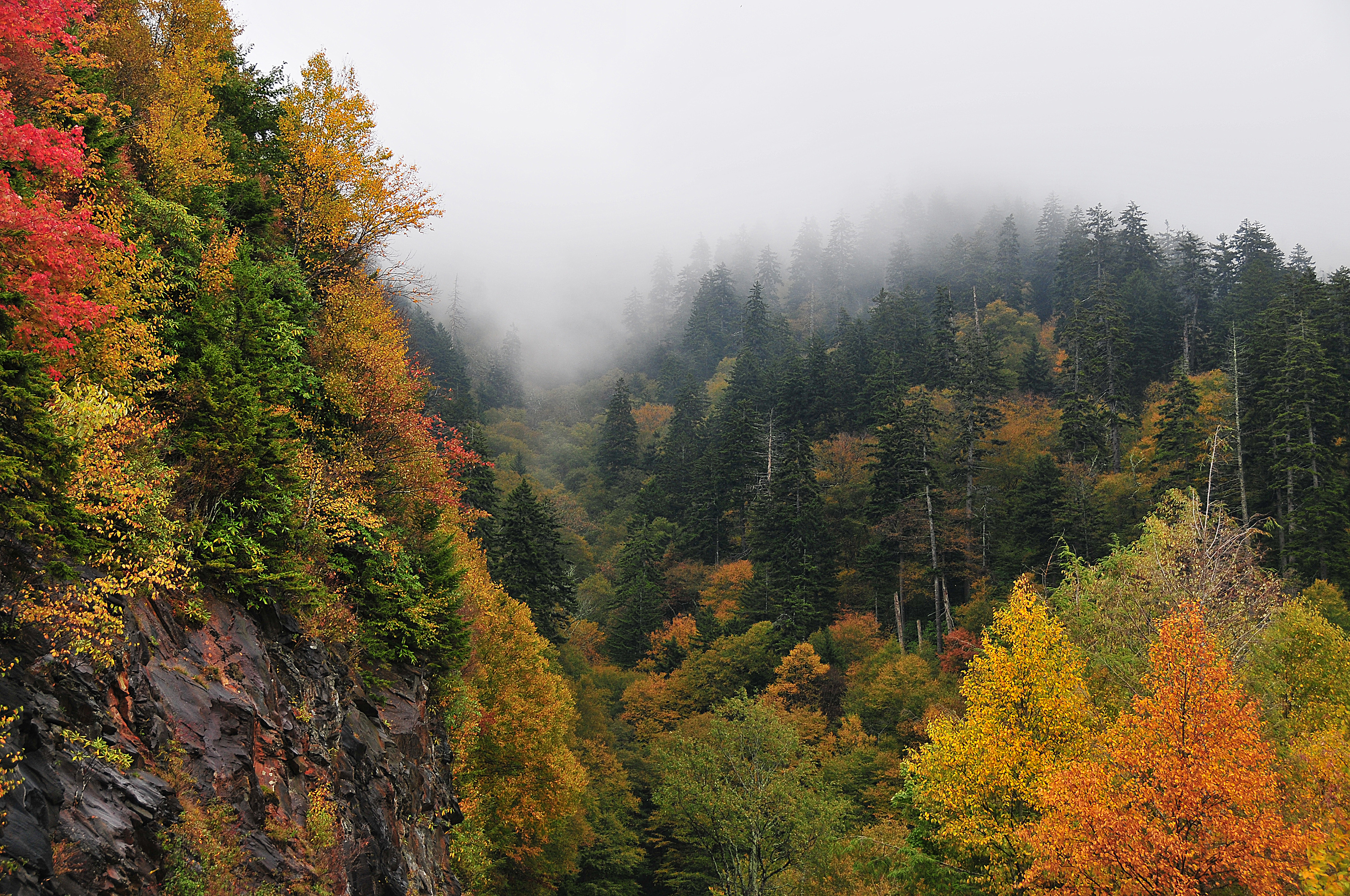 Bright gold and red leaves shine through the fog in a forest.