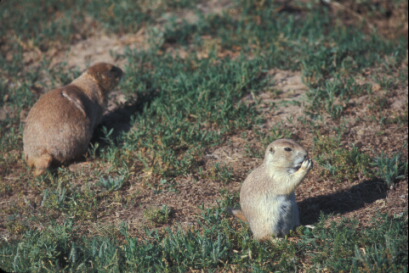 Prairie dogs at Devils Tower