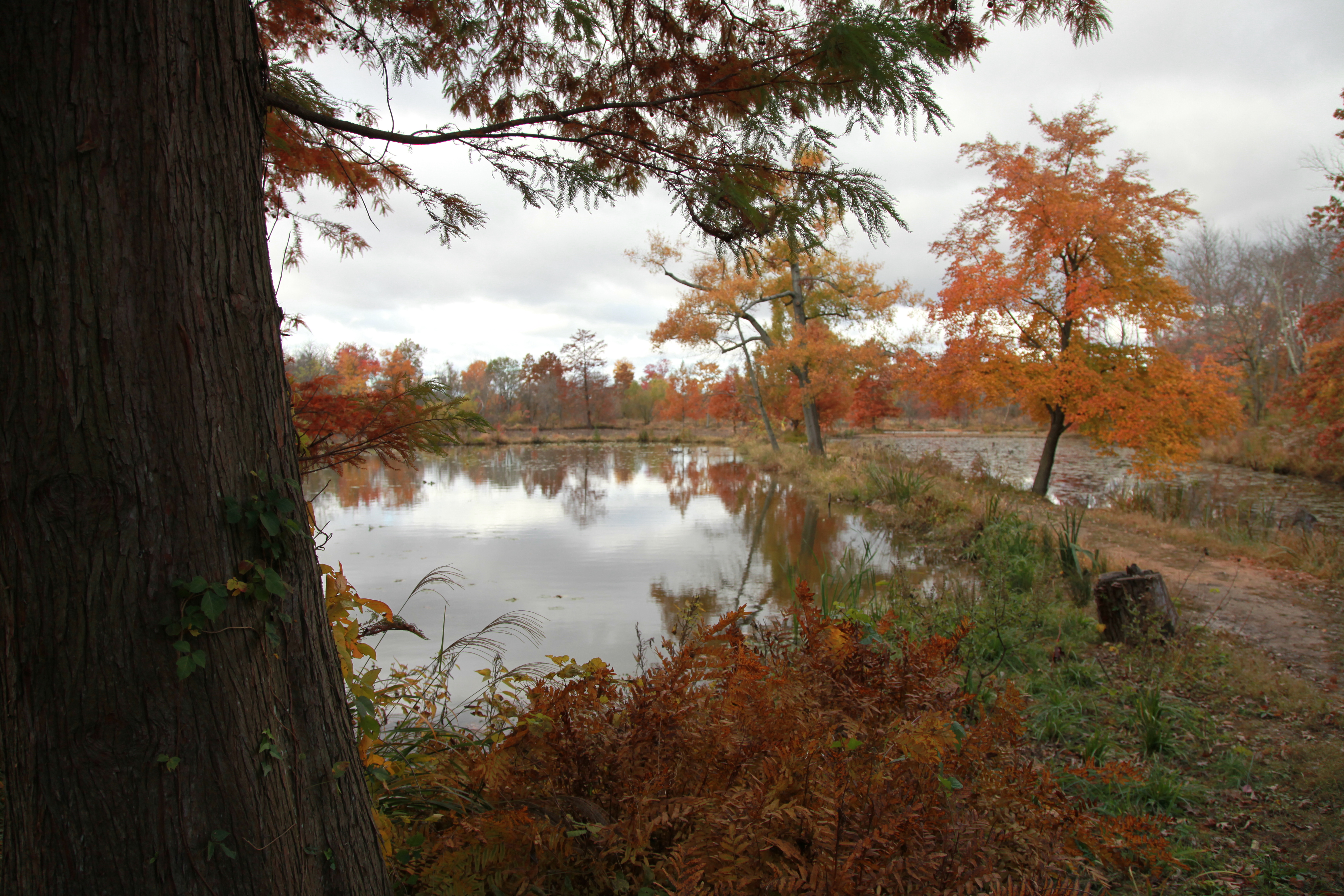 Aquatic ponds during the fall with trees displaying orange and yellow colors.