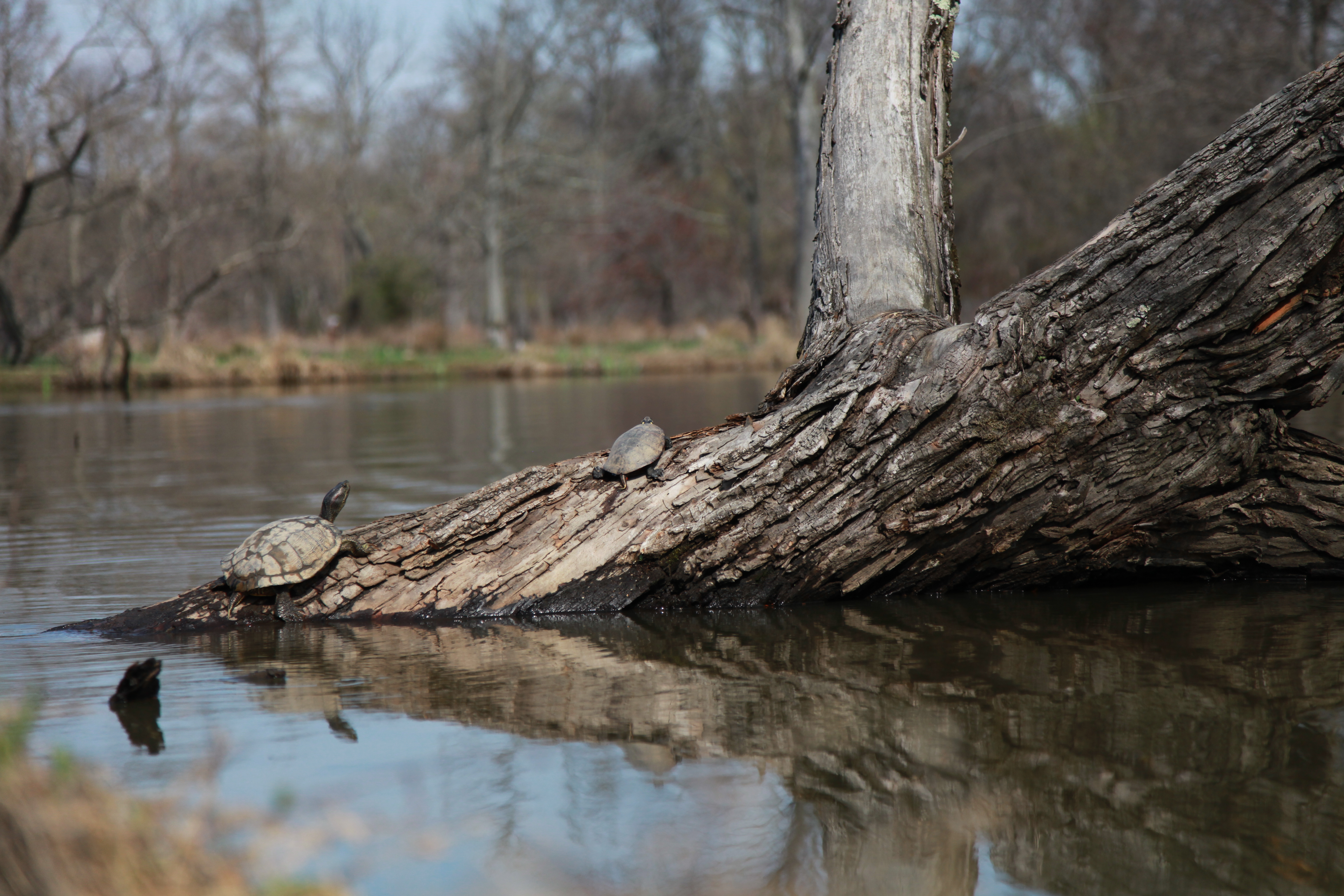 Turtles basking in the sun.