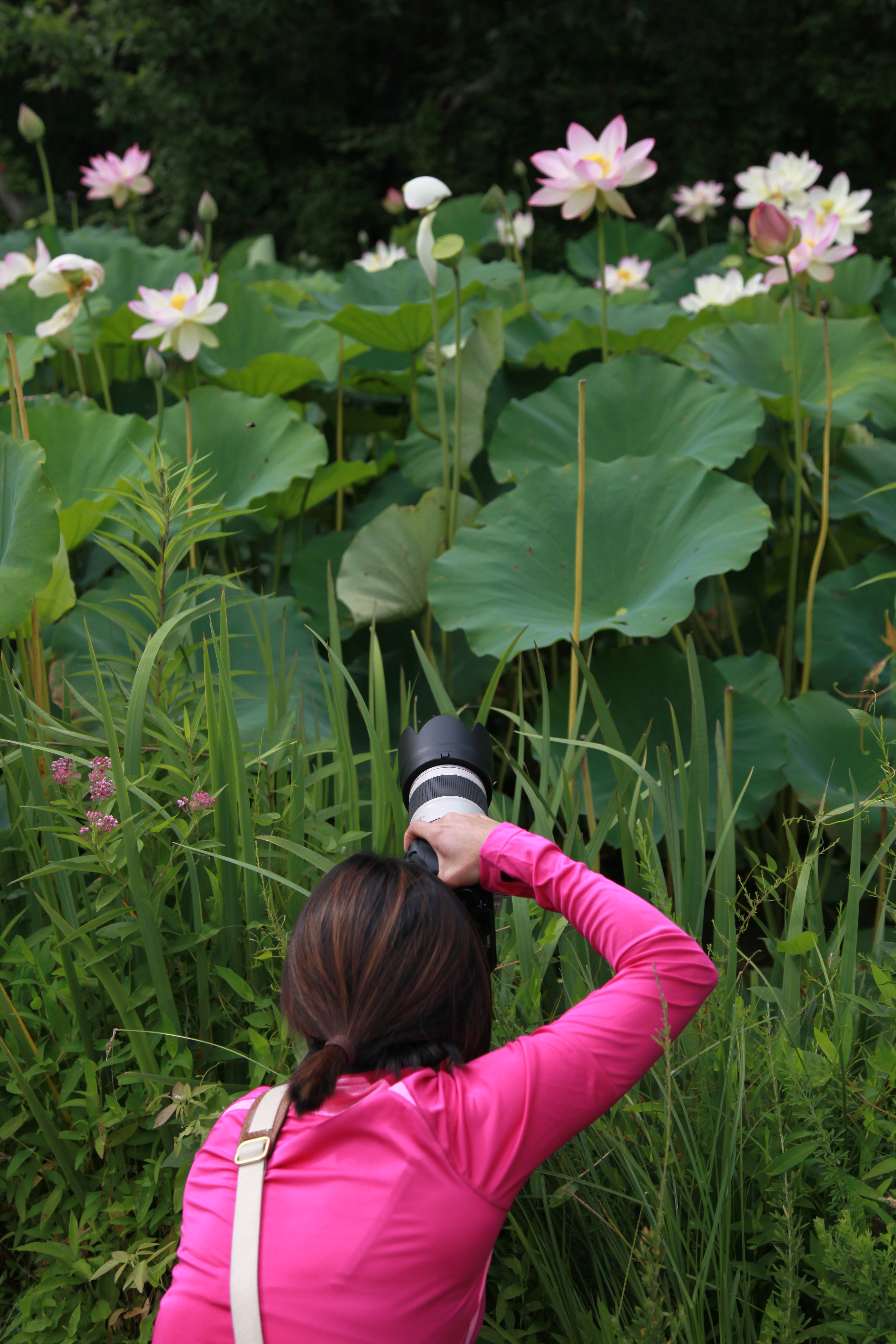 A woman taking a photo of lotus flowers