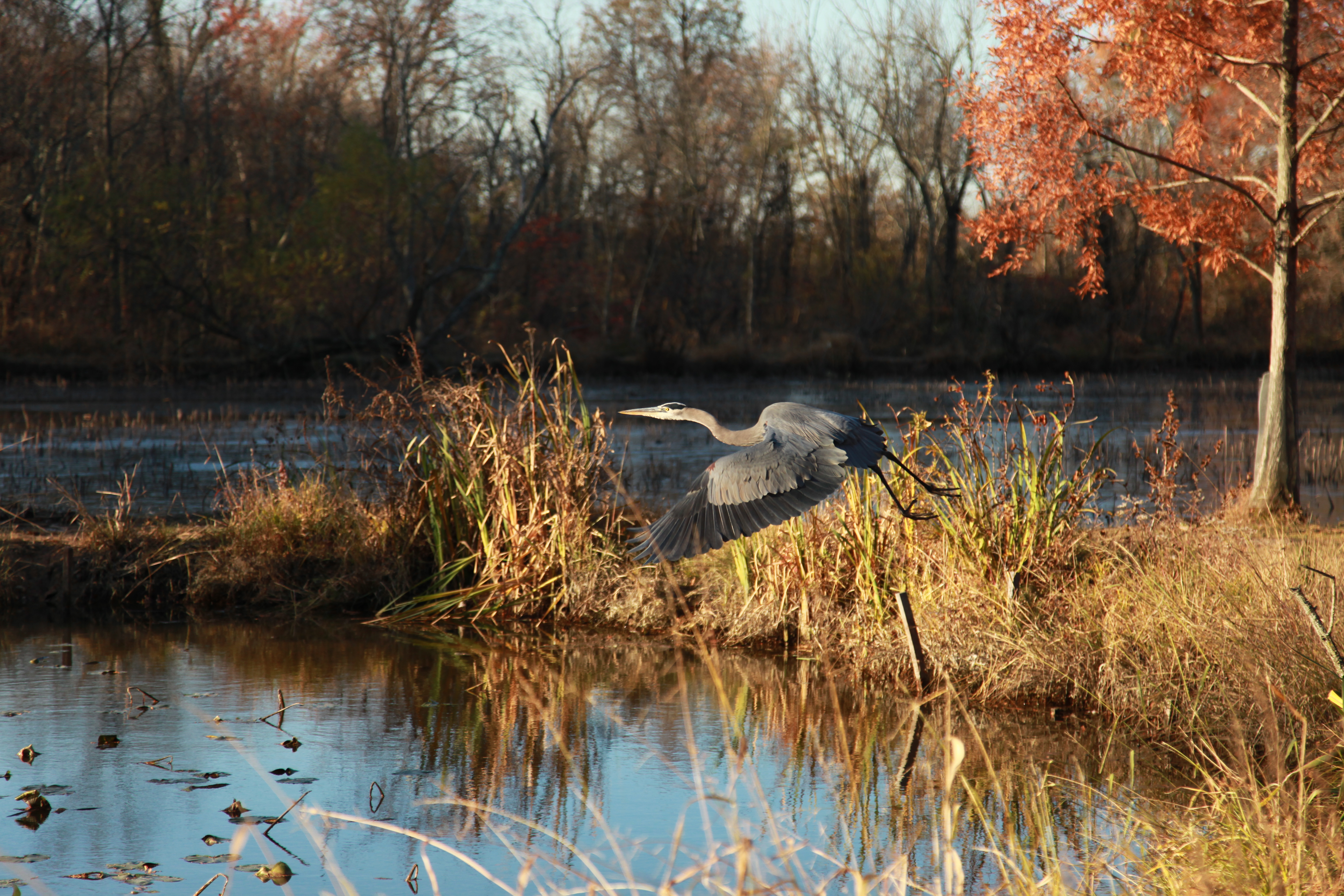 Great Blue Heron in flight over the ponds during the fall.