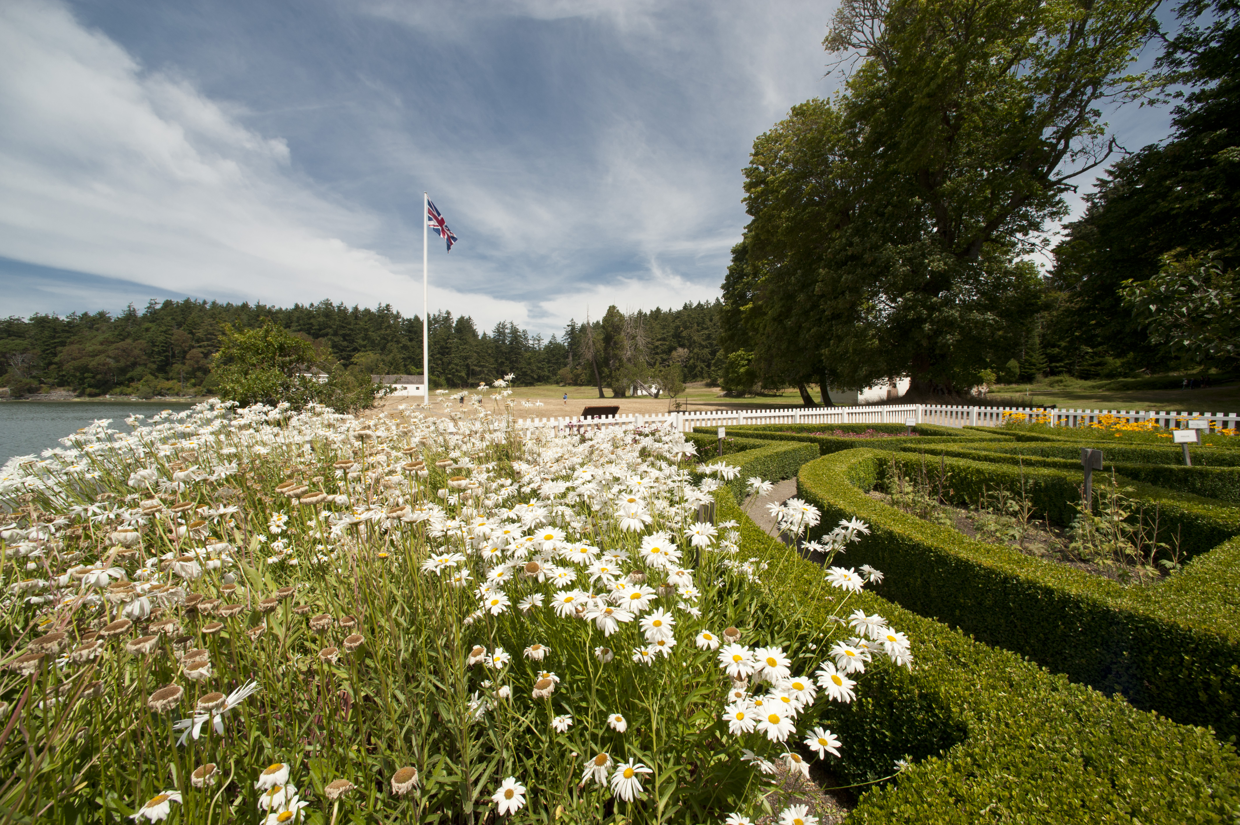 flowers in bloom