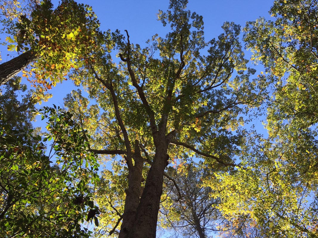 Green crown of tall trees with blue sky above them