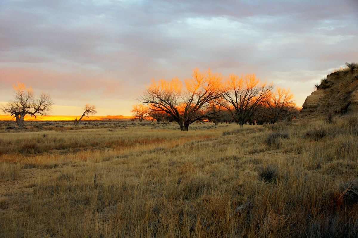 The uppermost branches of leafless trees in a grassy plain are lit by the setting sun. 
