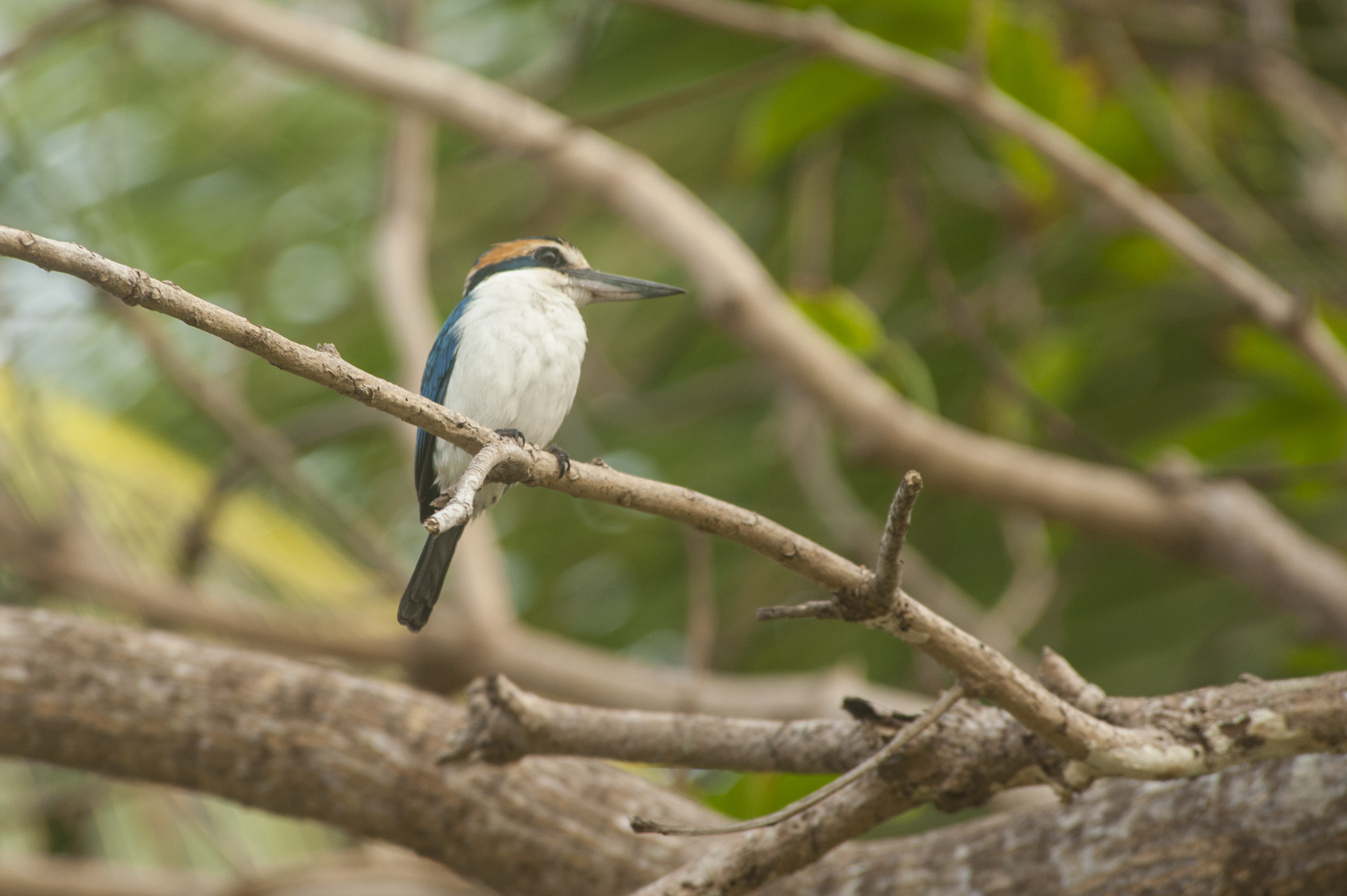 King Fisher bird