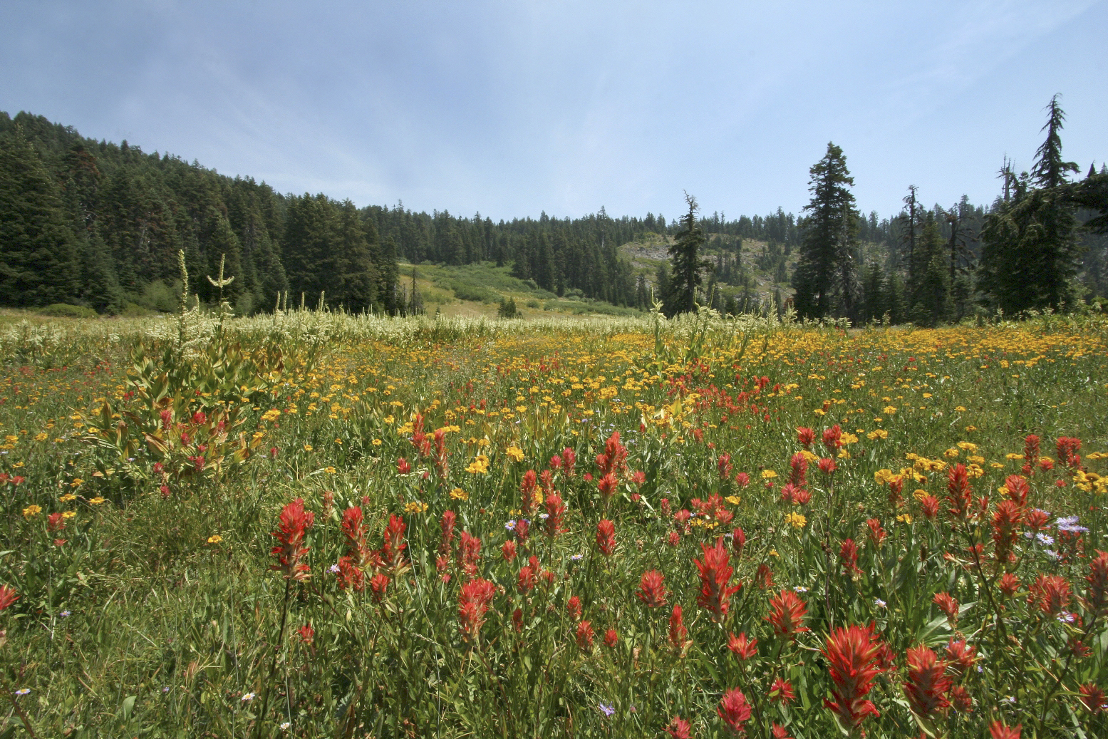 Mountain Meadows at Bigelow Lakes