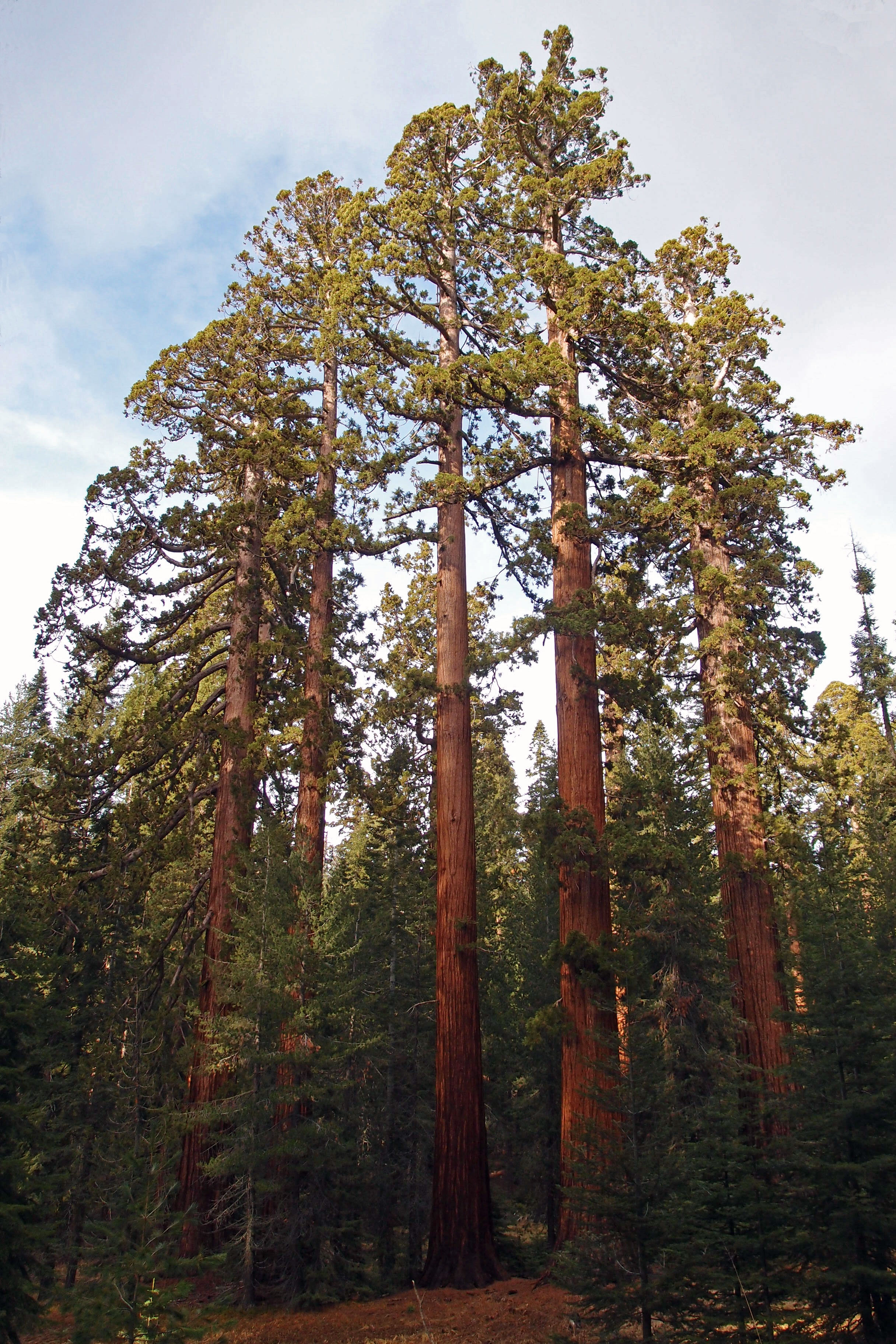 Cluster of tall trees with cloudy sky.