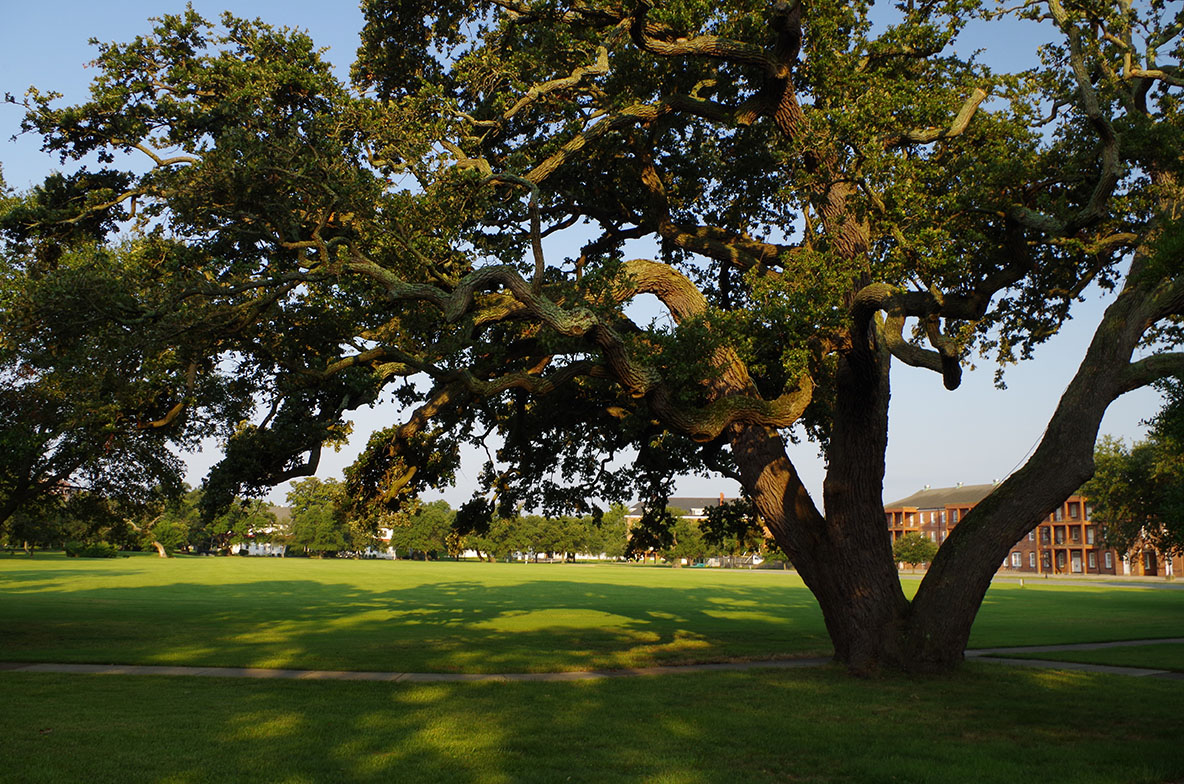 sunrise over the Parade Ground illuminates Algernourne Oak.