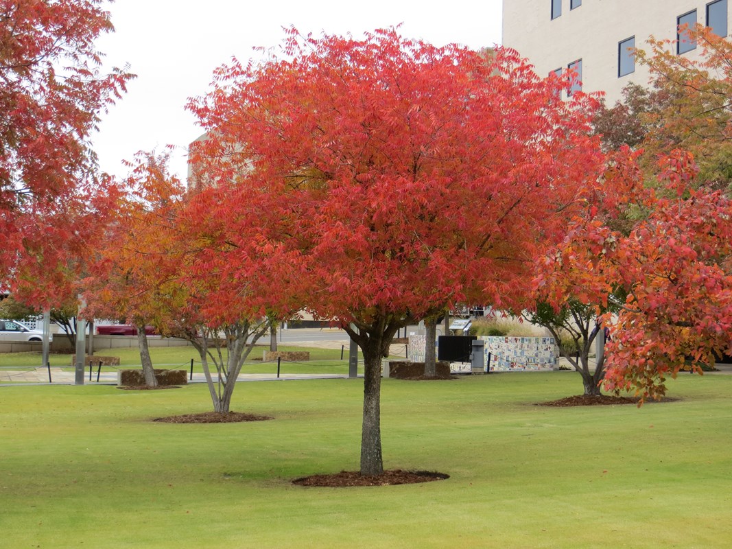 Bright Red Chinese Pastiche tree in the Rescuers' Orchard. 