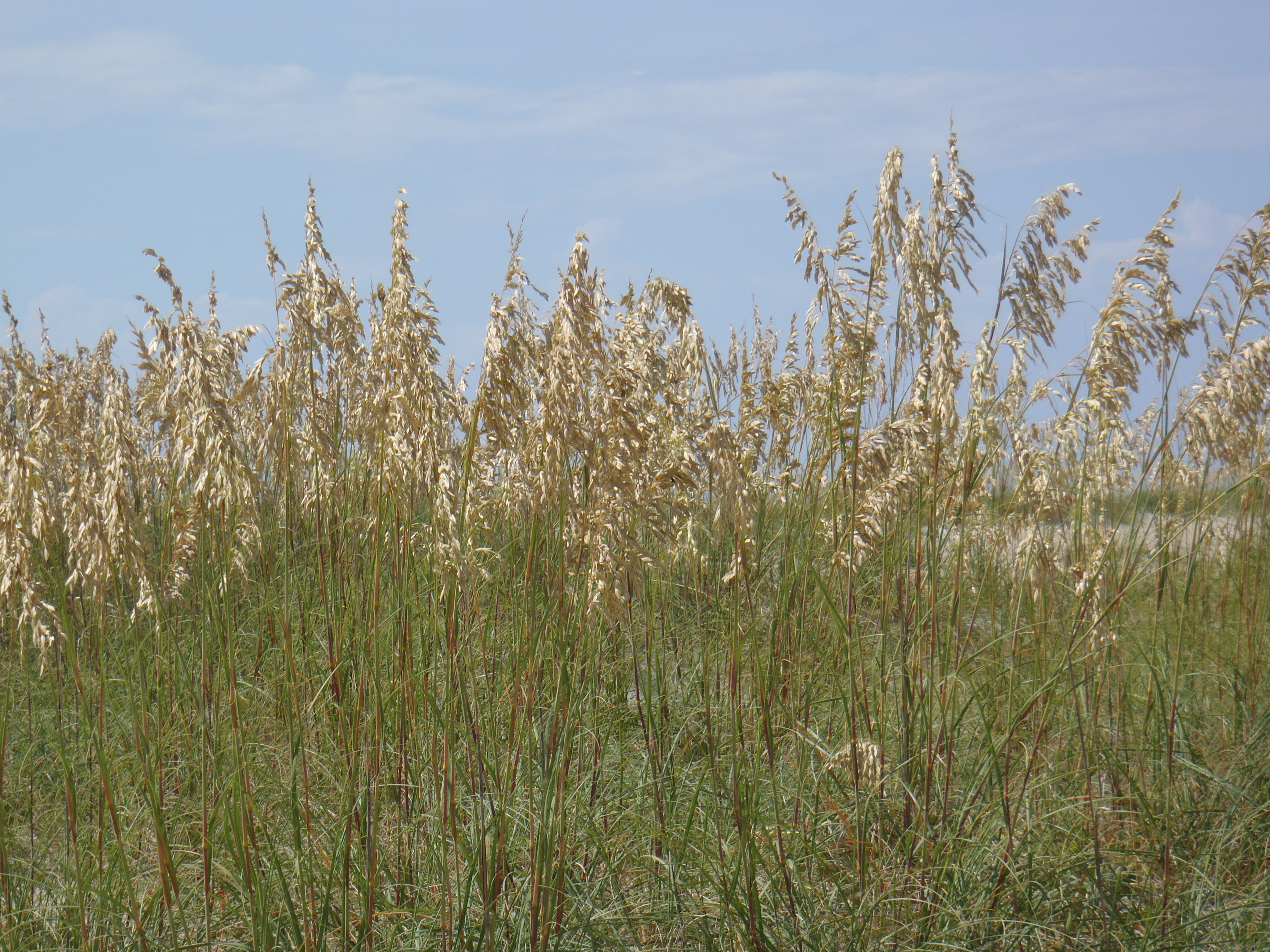 Mature sea oat plant seed heads gracefully drooping in the sun