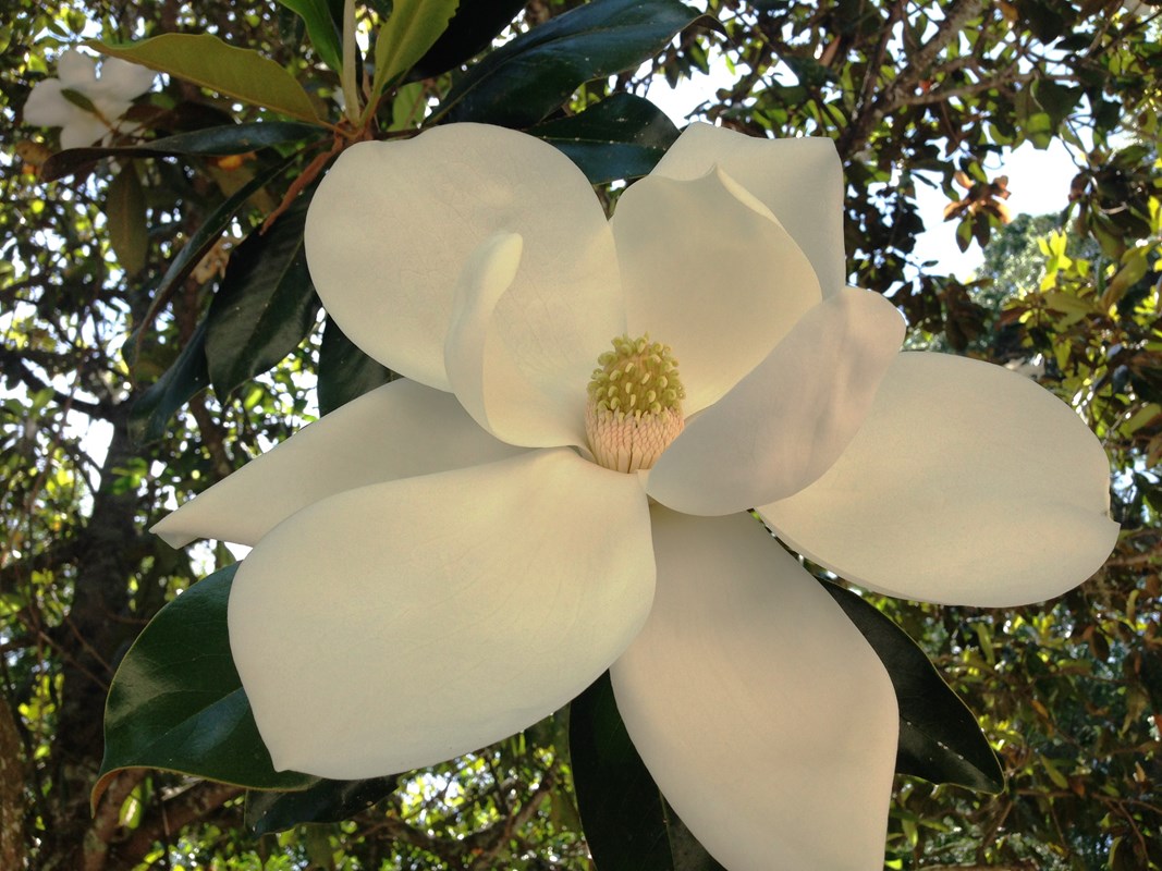 Southern Magnolia (Magnolia grandiflora)