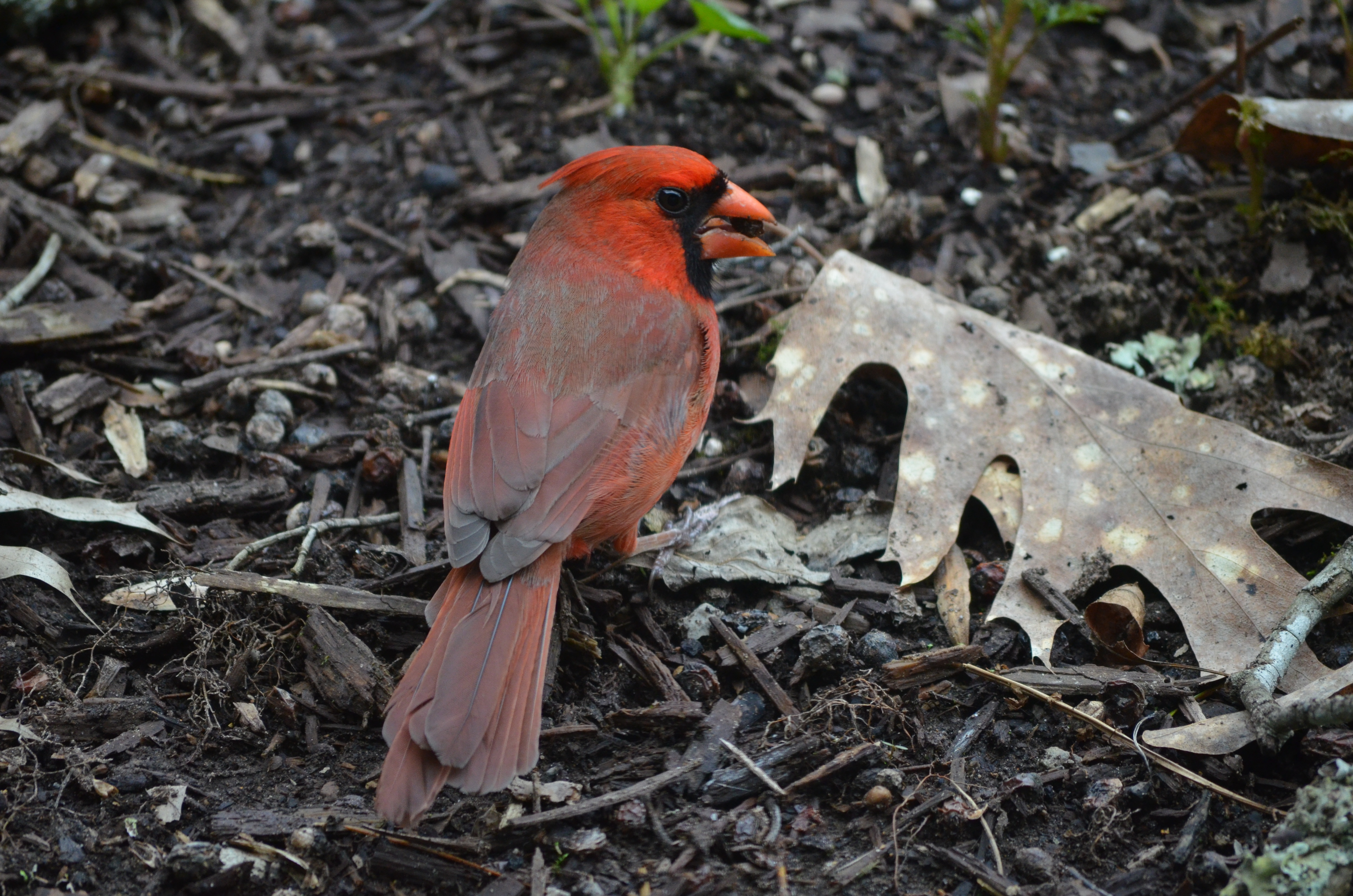 Northern Cardinal