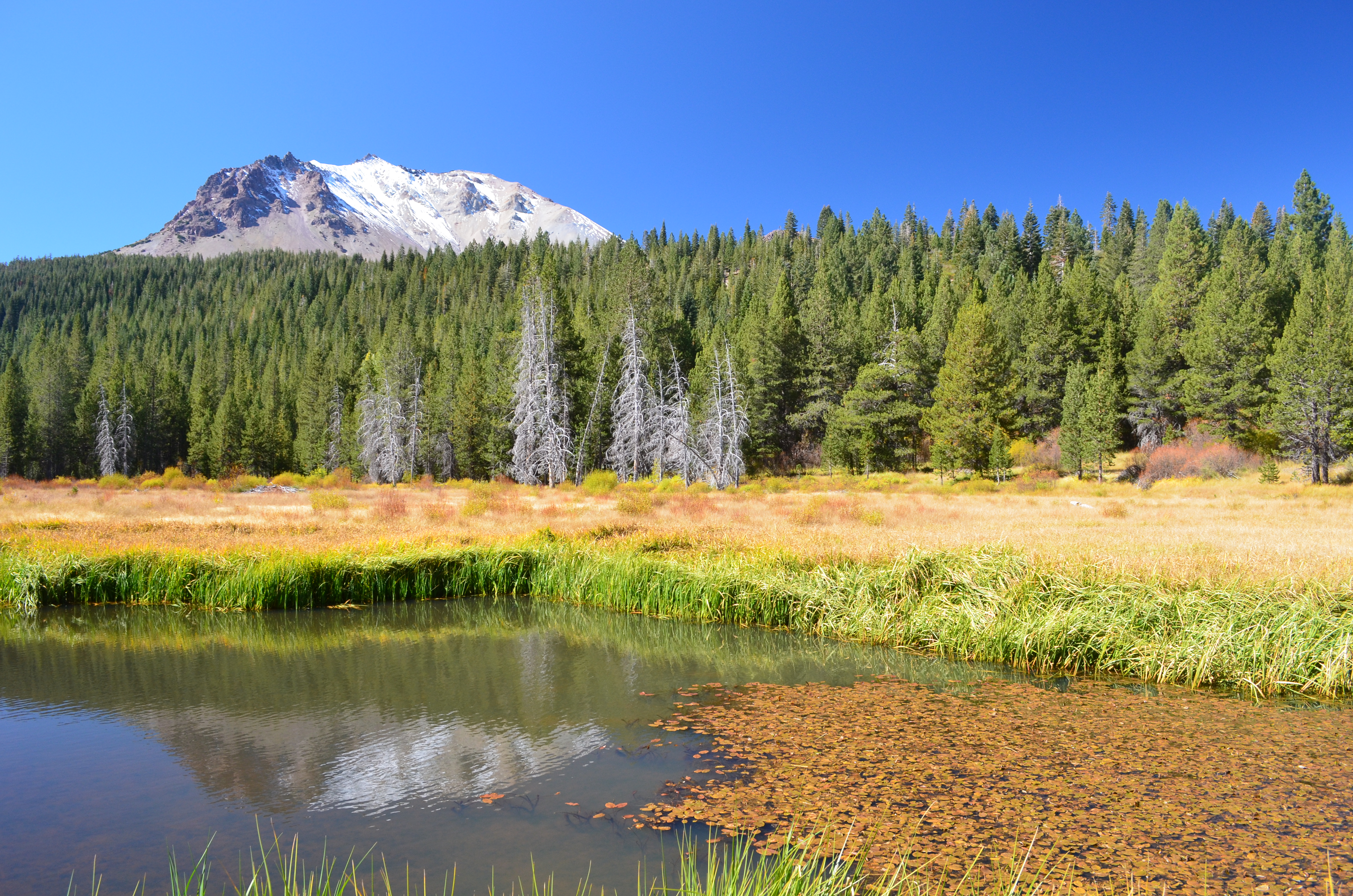 Golden grasses edge a pond reflecting a snow-dusted peak