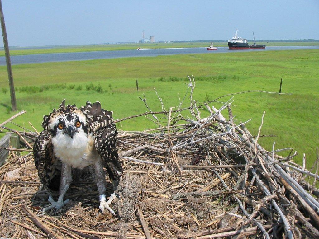 Medium sized Osprey in a next along the river