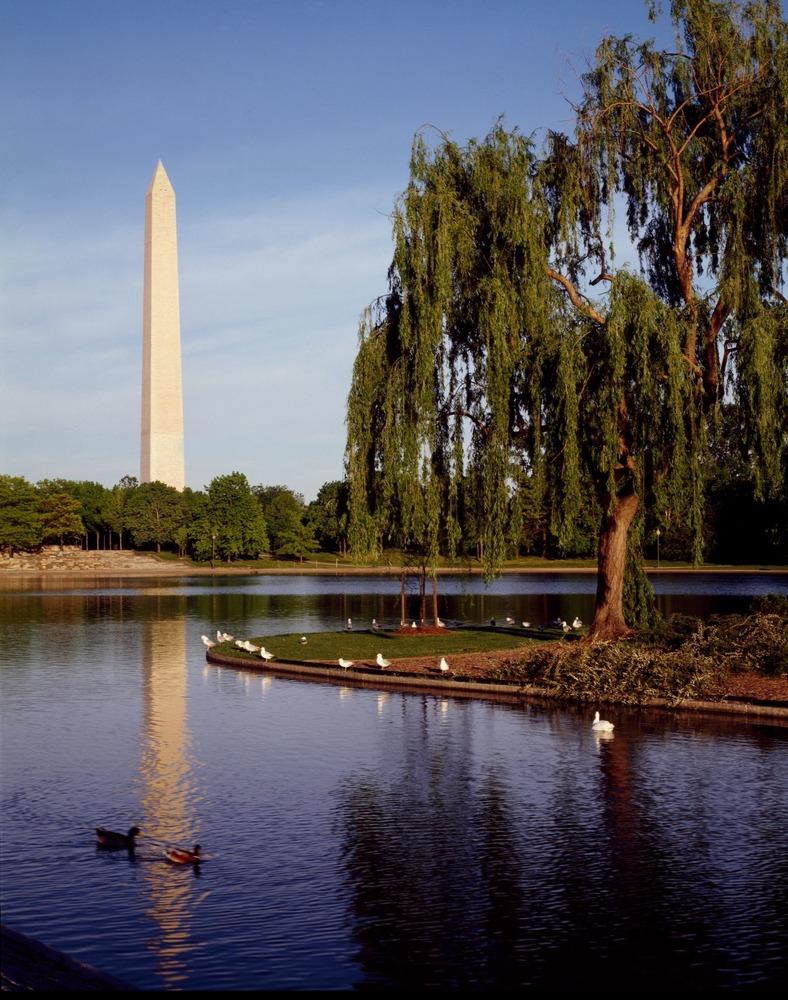 A weeping willow tree with a monument in the background