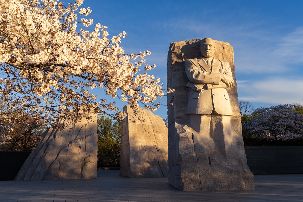 Cherry blossoms flank the sculpture of Martin Luther King, Jr.