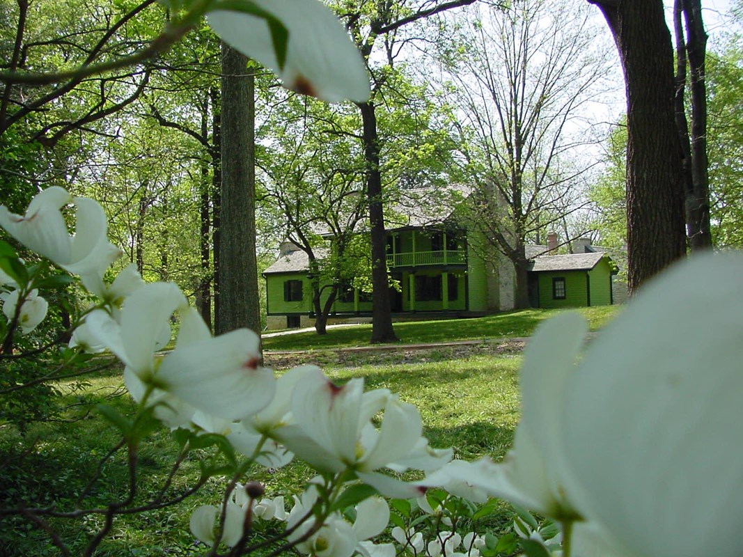 Green sided, two-story house seen through a flowering tree