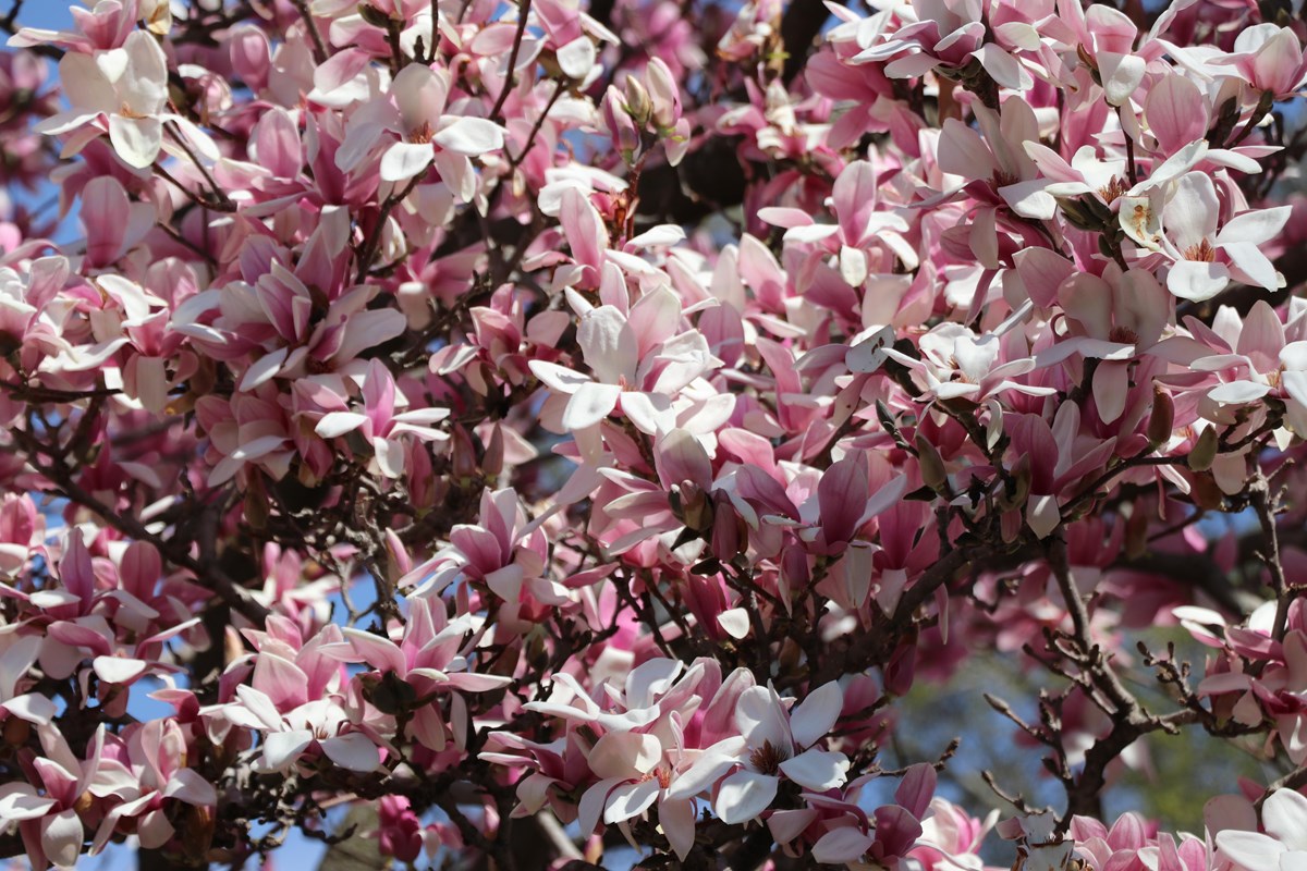 Pink and white magnolia flowers blooming on a tree.