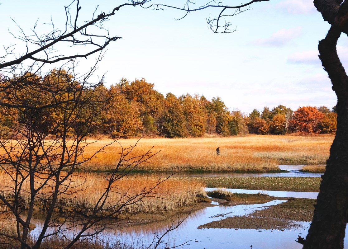 Salt marshes during fall. The tall grass and surrounding forest have orange and yellow coloring.