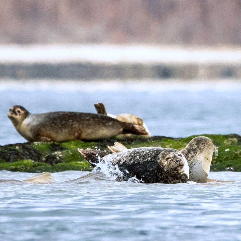 Several seals resting on rocking outcropping