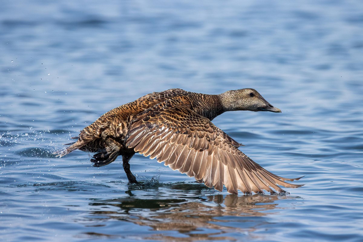 A bird with brown plumage flies close to the water, its wings touching the surface
