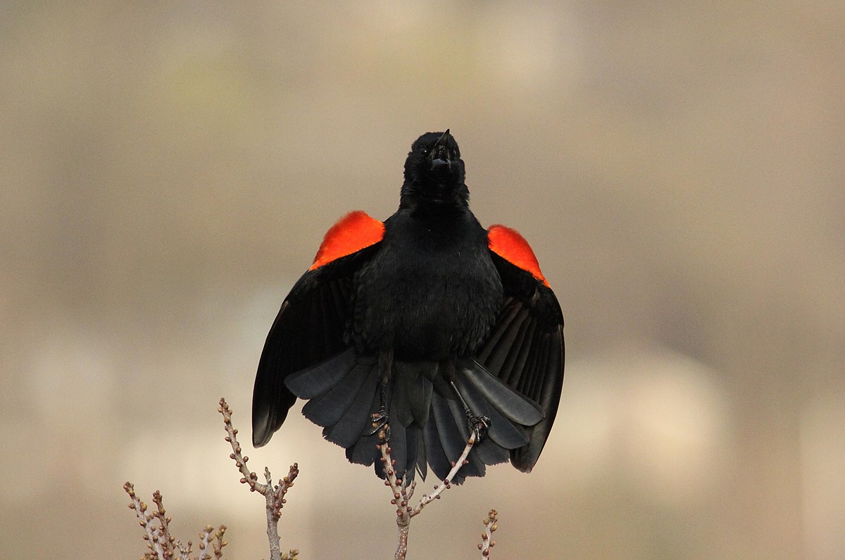 Red winged blackbird