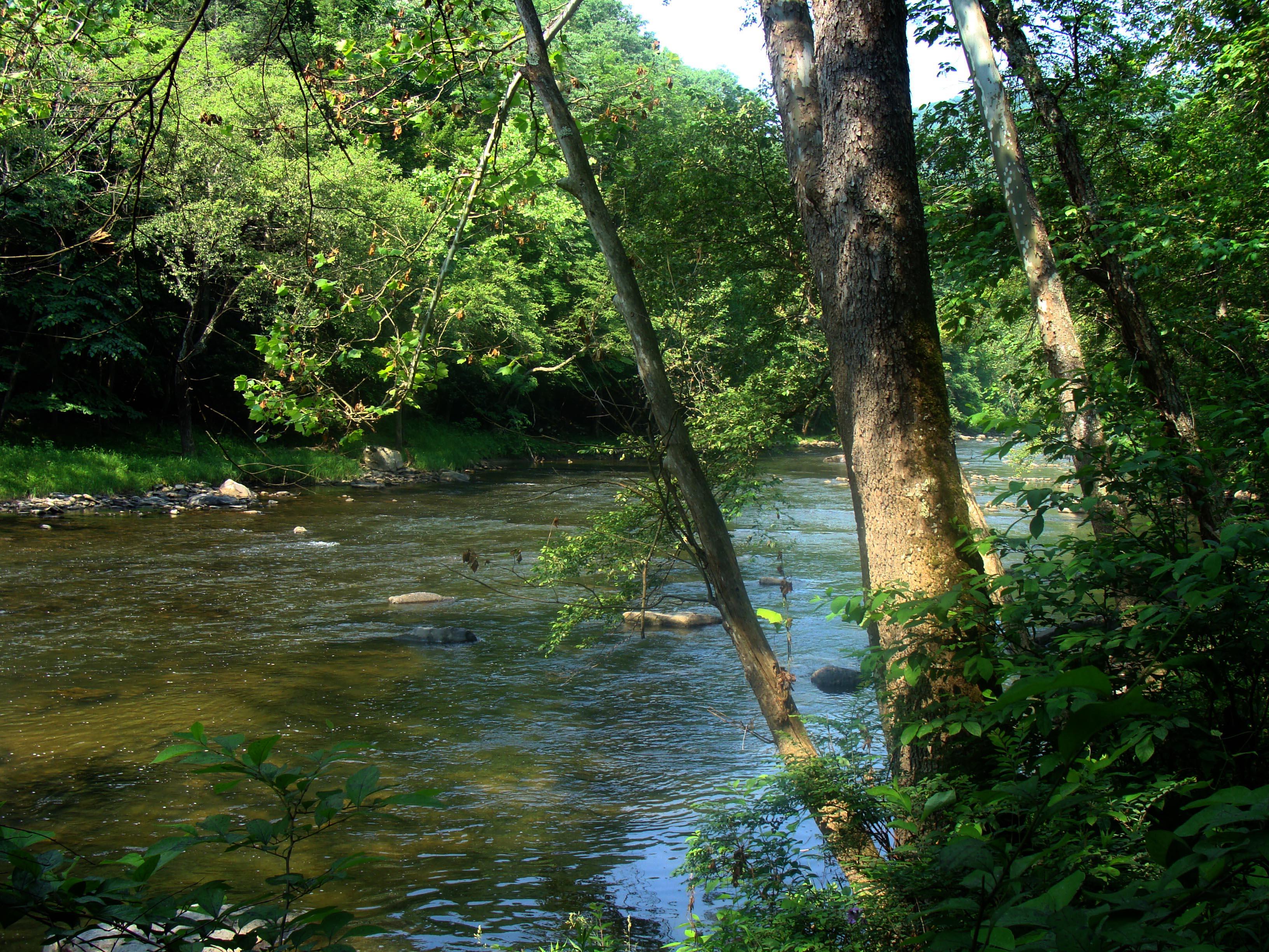 river with trees