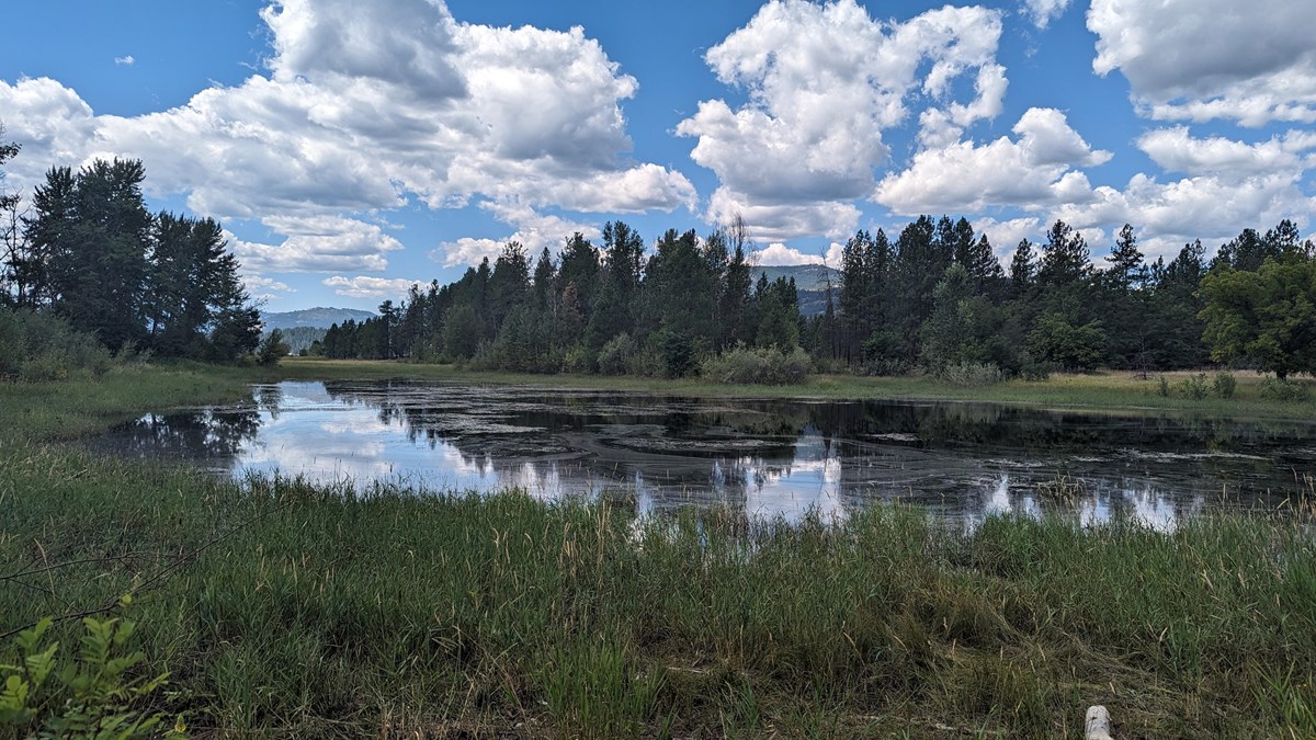 A pond surrounded by dark green plants reflects a cloudy sky and tall green pine trees.