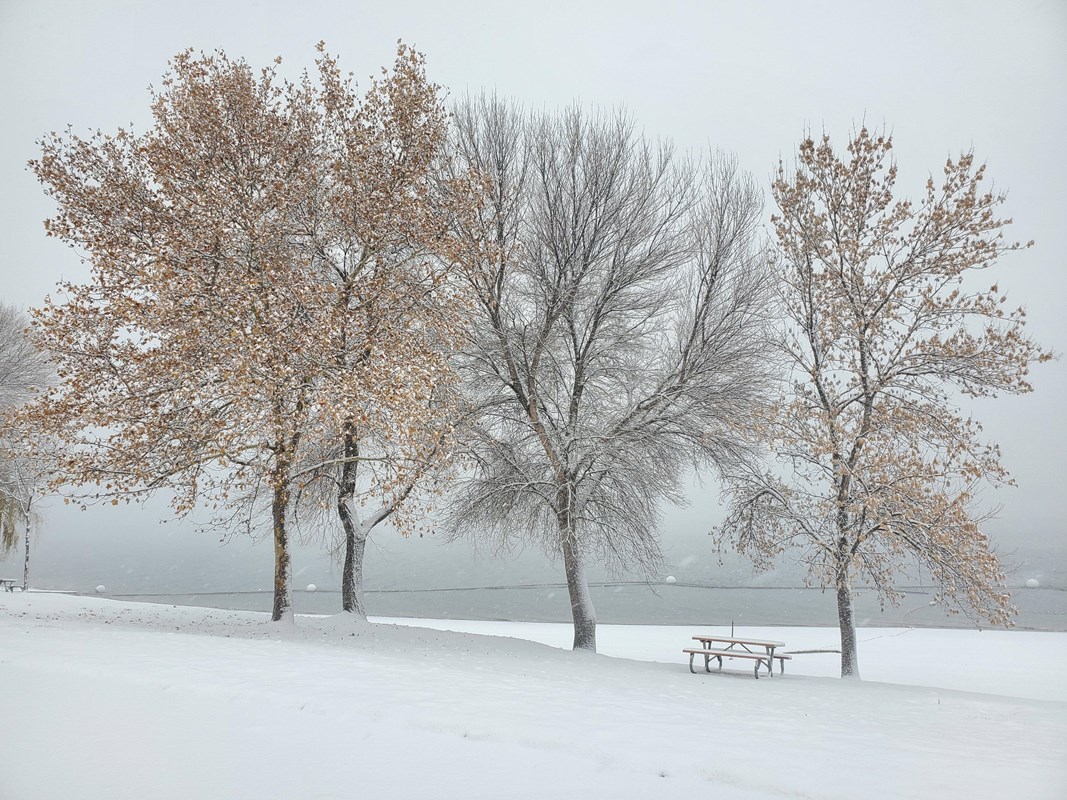 Snow covered landscape has three trees, two with brown leaves, and one with none.