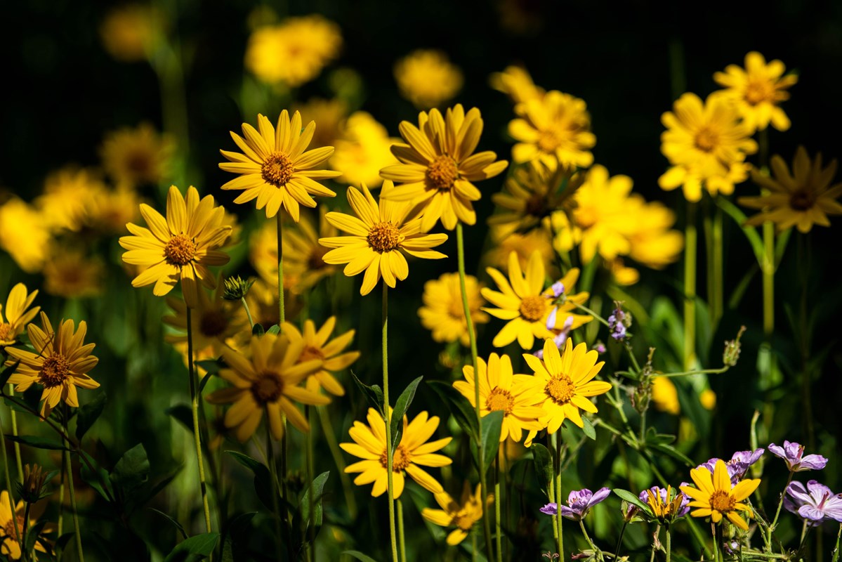 Yellow wildflowers