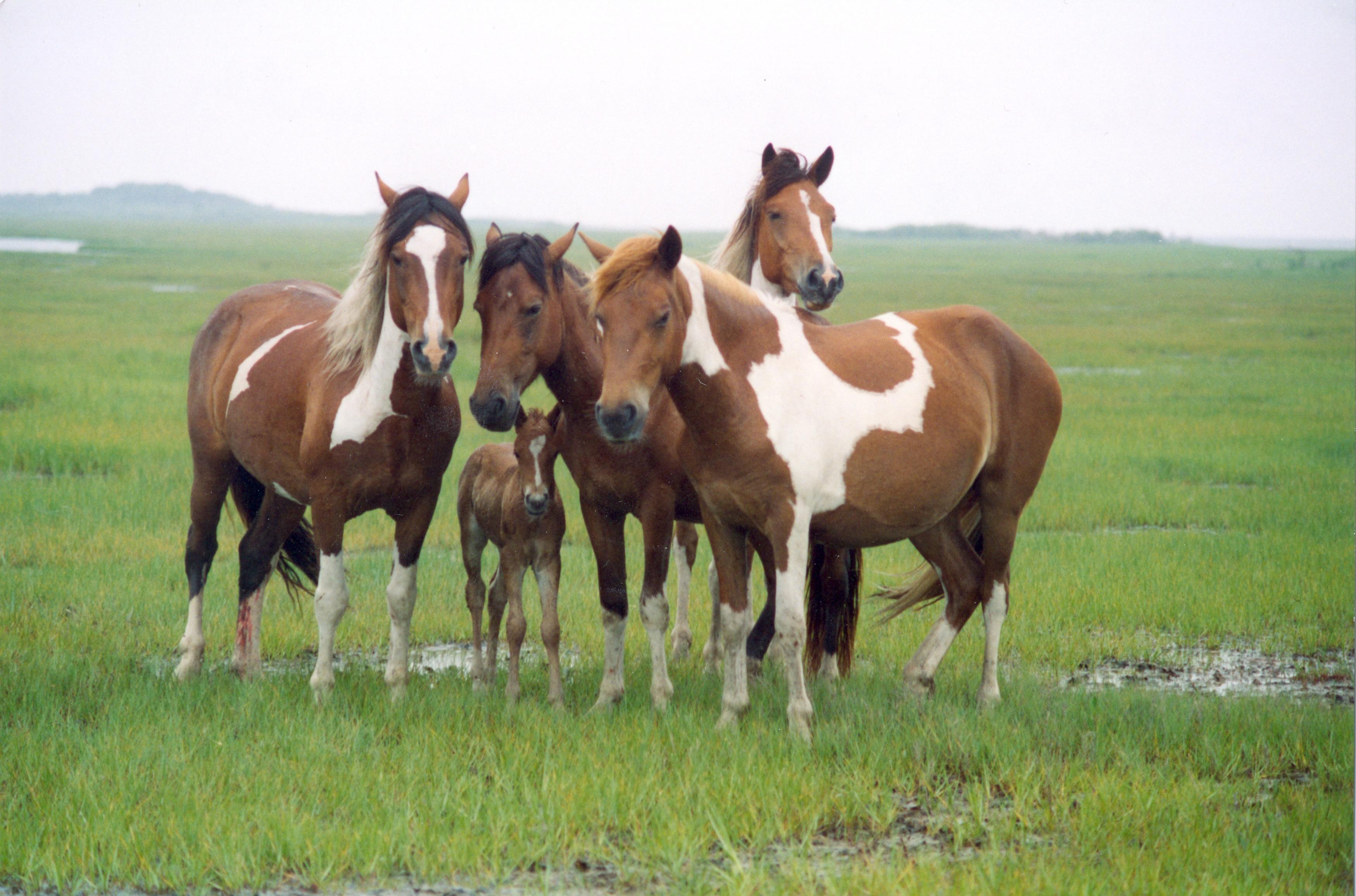 Wild horses in the salt marshes on Assateague Island