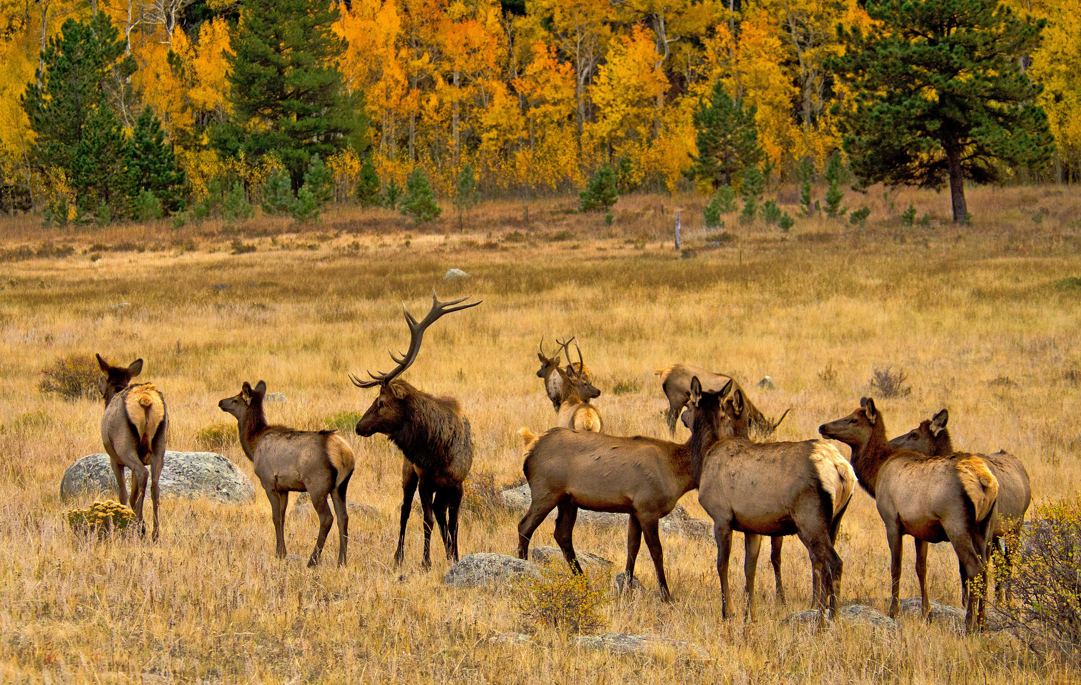 A group of cow elk are standing next to a bull elk in a meadow