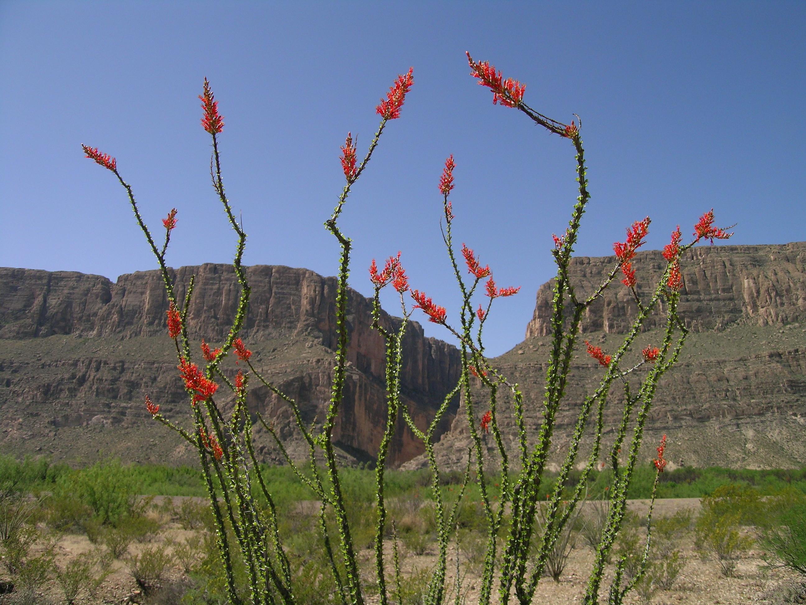 Blooming Ocotillo