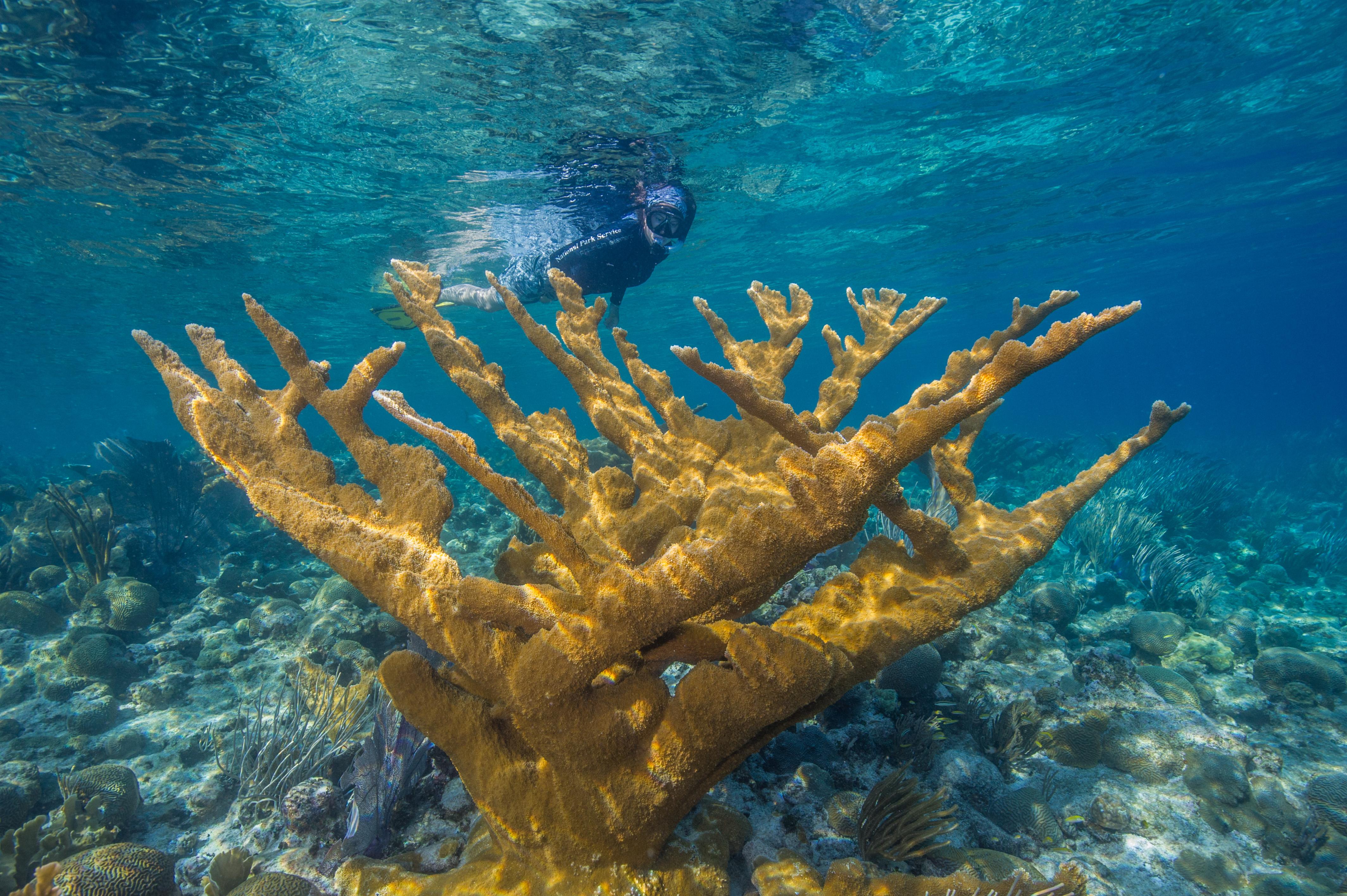 Snorkeler swimming by Elkhorn Coral at Buck Island Reef NM.