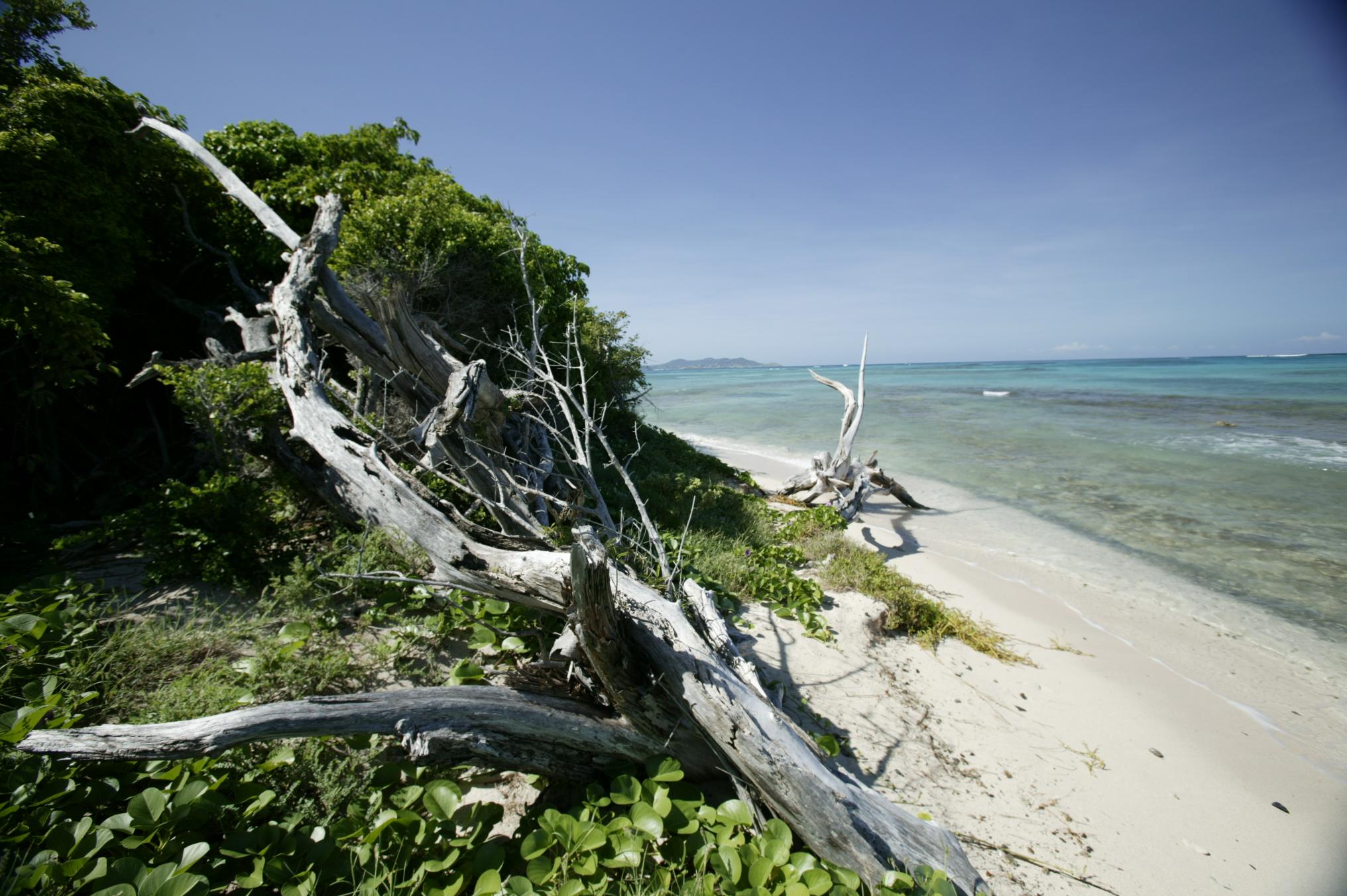 the forest meets the sandy beach and waves