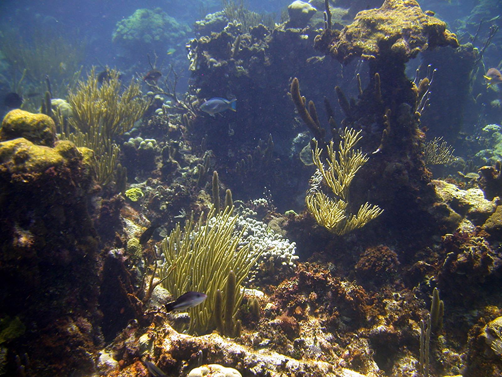 fish swimming among the corals