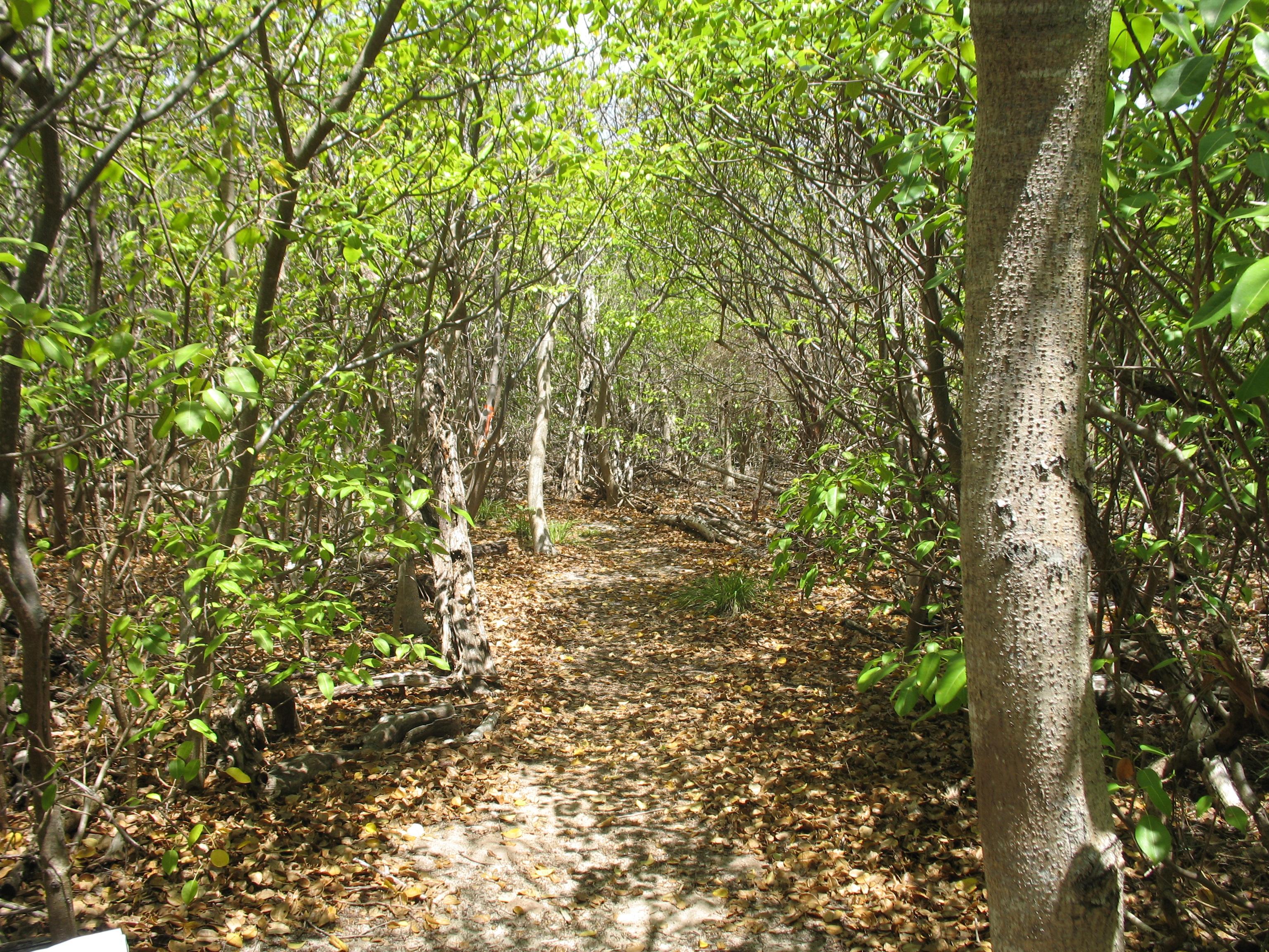 hiking trail wandering through a beachside forest