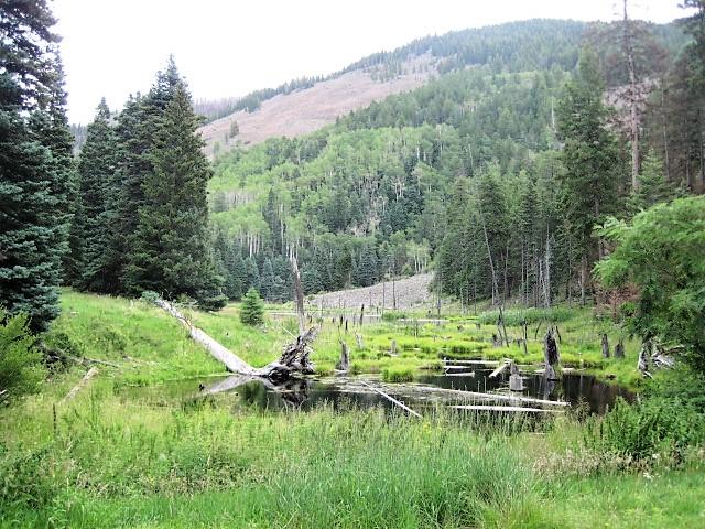 Landscape view with grasses, a pond, fir trees, and a mountain background