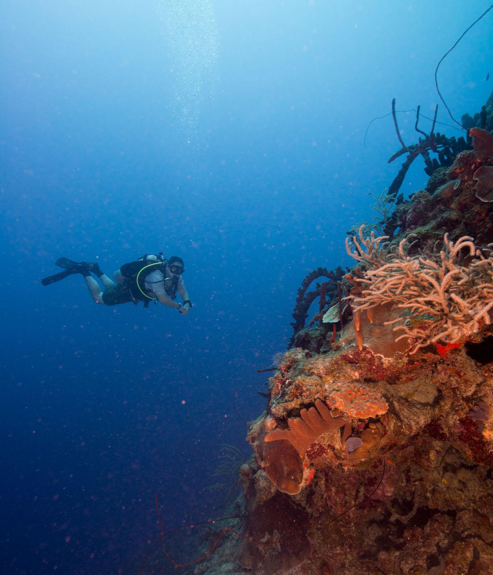 SCUBA diver looking at the coral on the underwater canyon wall at Salt River