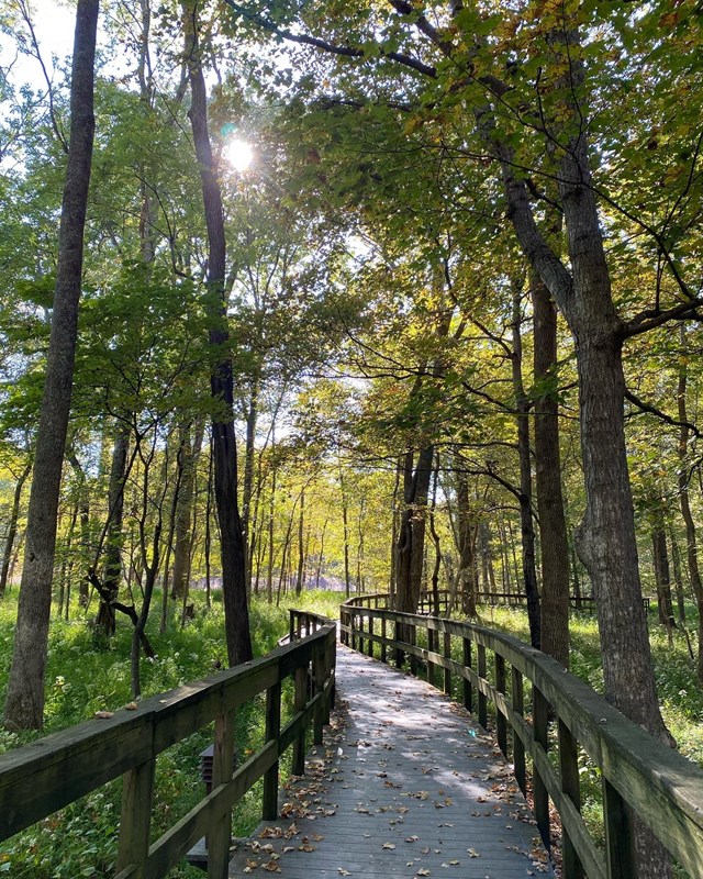 A wooden boardwalk leads into the forest. 