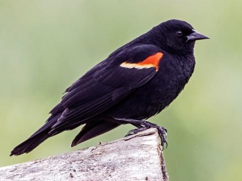 A Red-winged Blackbird sitting on greyish-brown stump