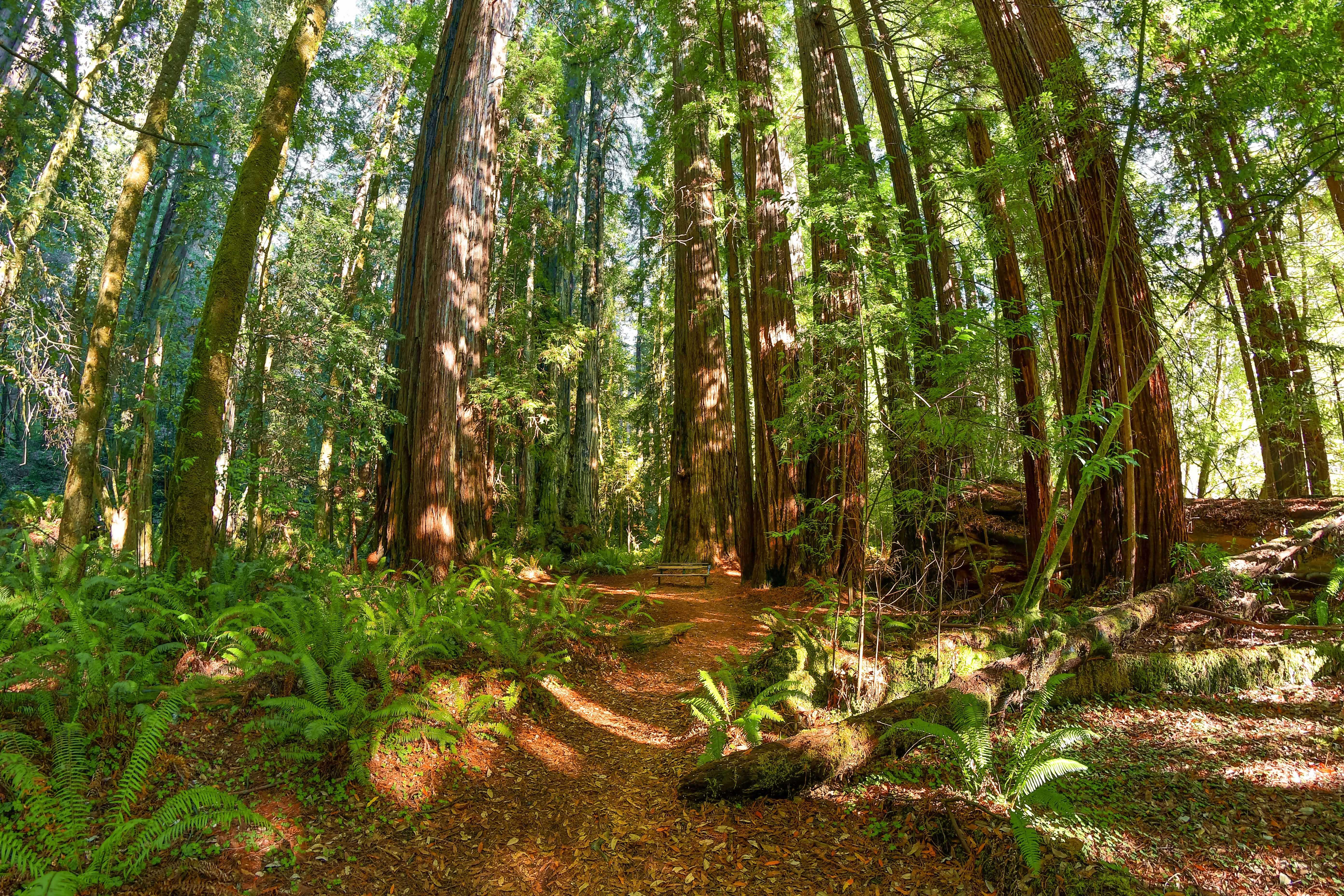 Reddy-brown colored redwoods