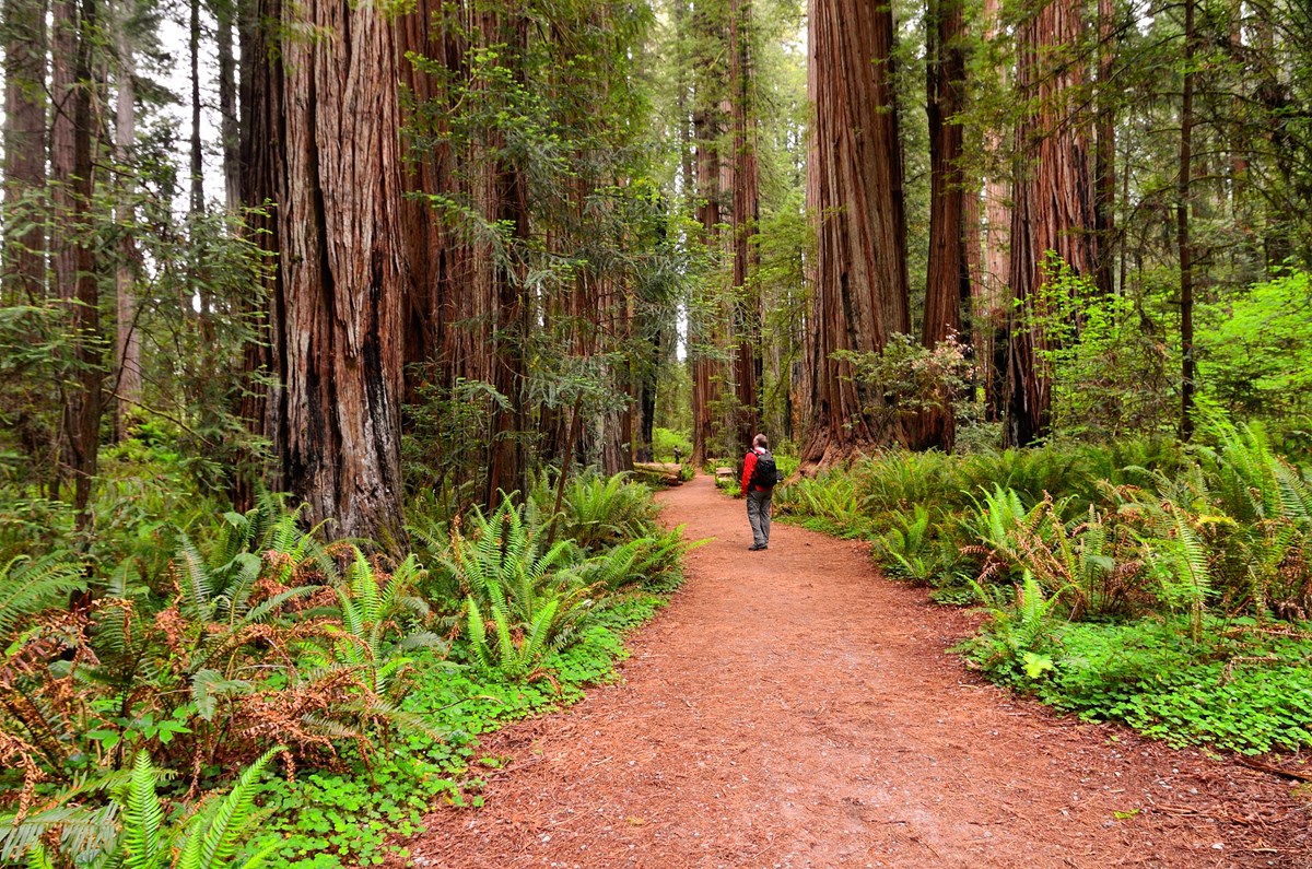 A visitor stands next to a forest of enormous red and brown colored trees.