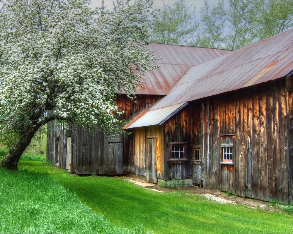 A tree with white flowers next to a wooden barn with a metal roof